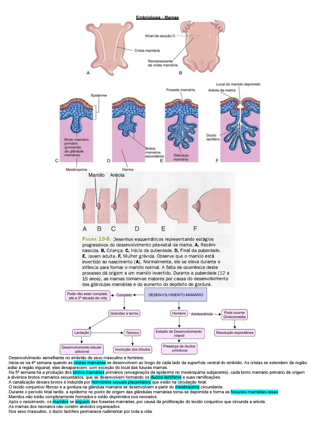 Módulo 7 - Roteiro 4 - Embriologia - Mama - Embriologia - Mamas ...