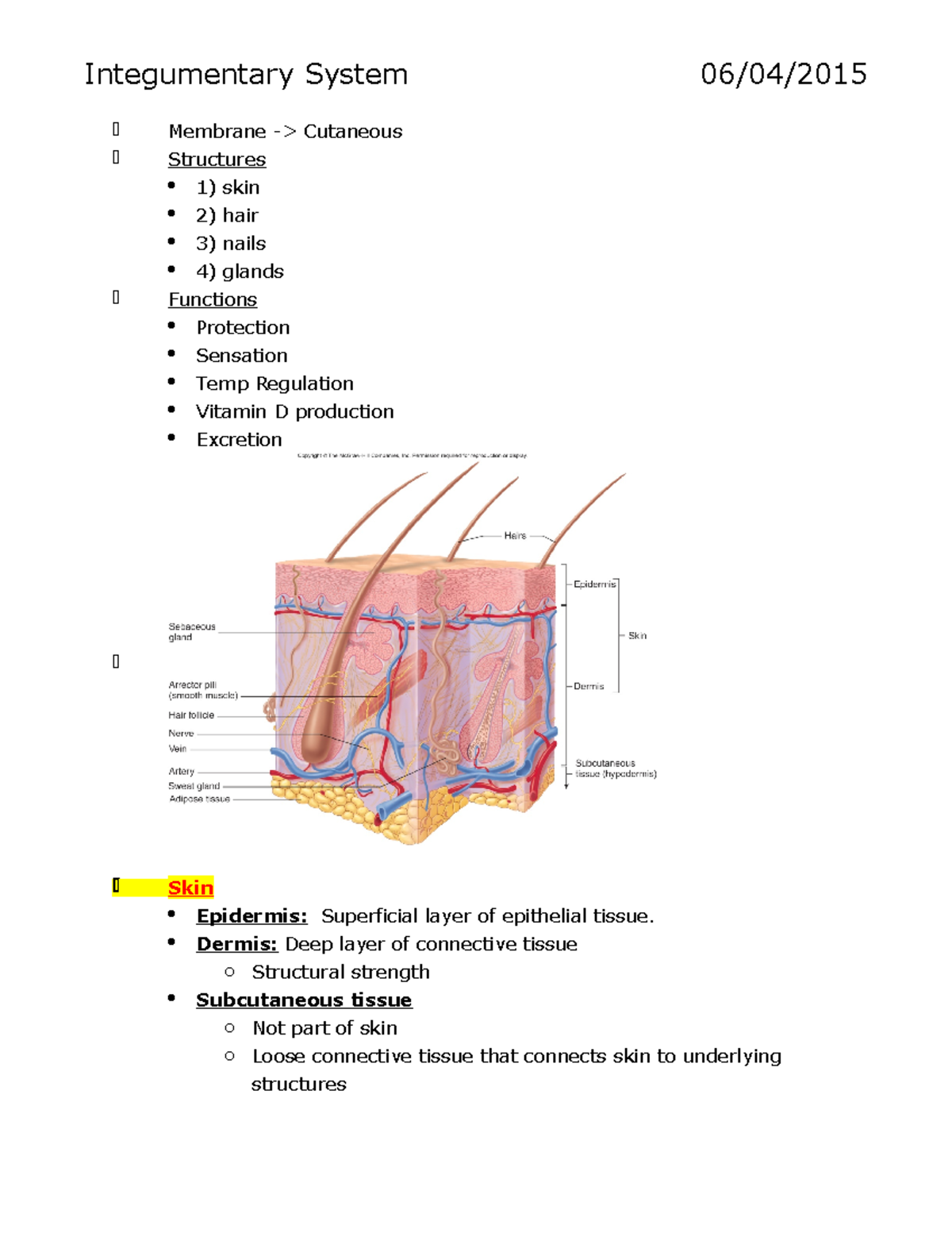 Integumentary System - Dermis: Deep layer of connective tissue o ...