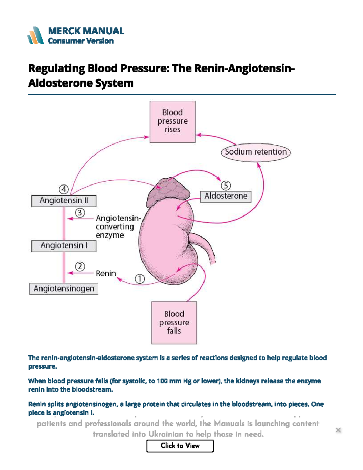 RAAS - Helpful way to understand RAAS and how the kidney's help when ...