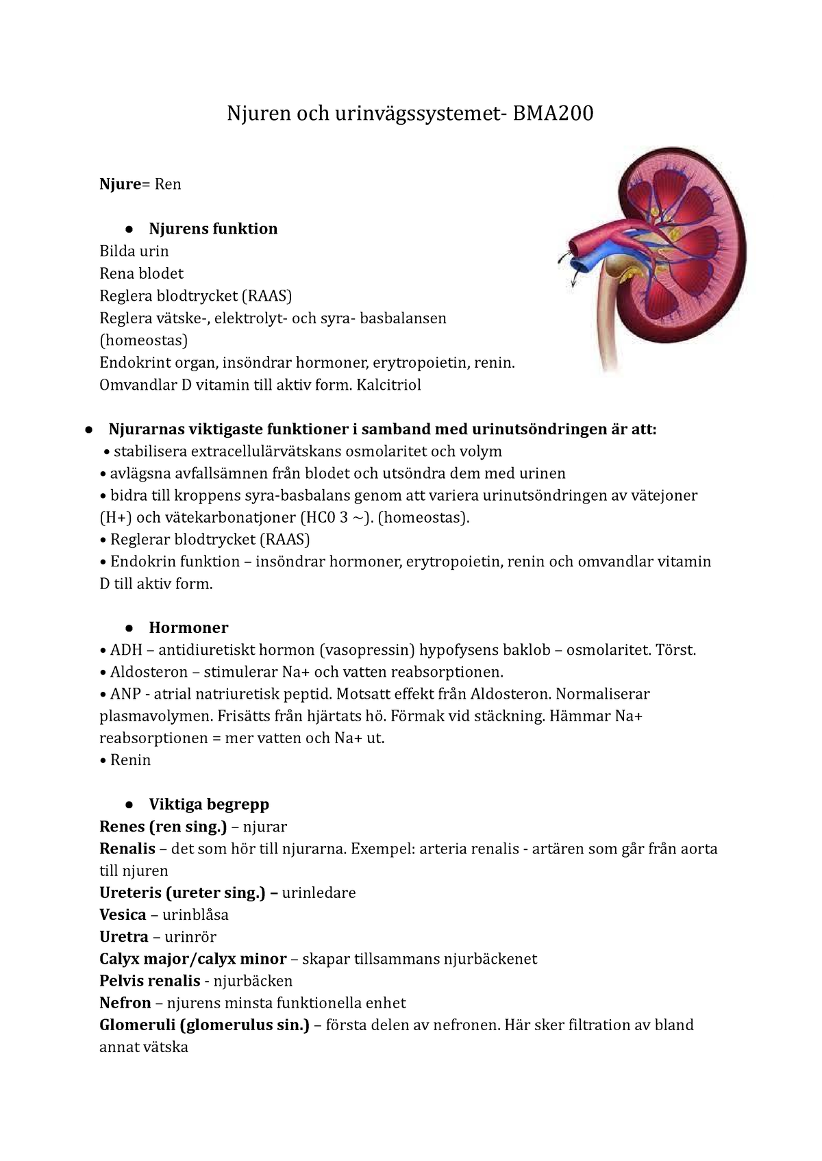 Njuren Och Urinvägssystemet- BMA200 - Njuren Och Urinvägssystemet- BMA ...