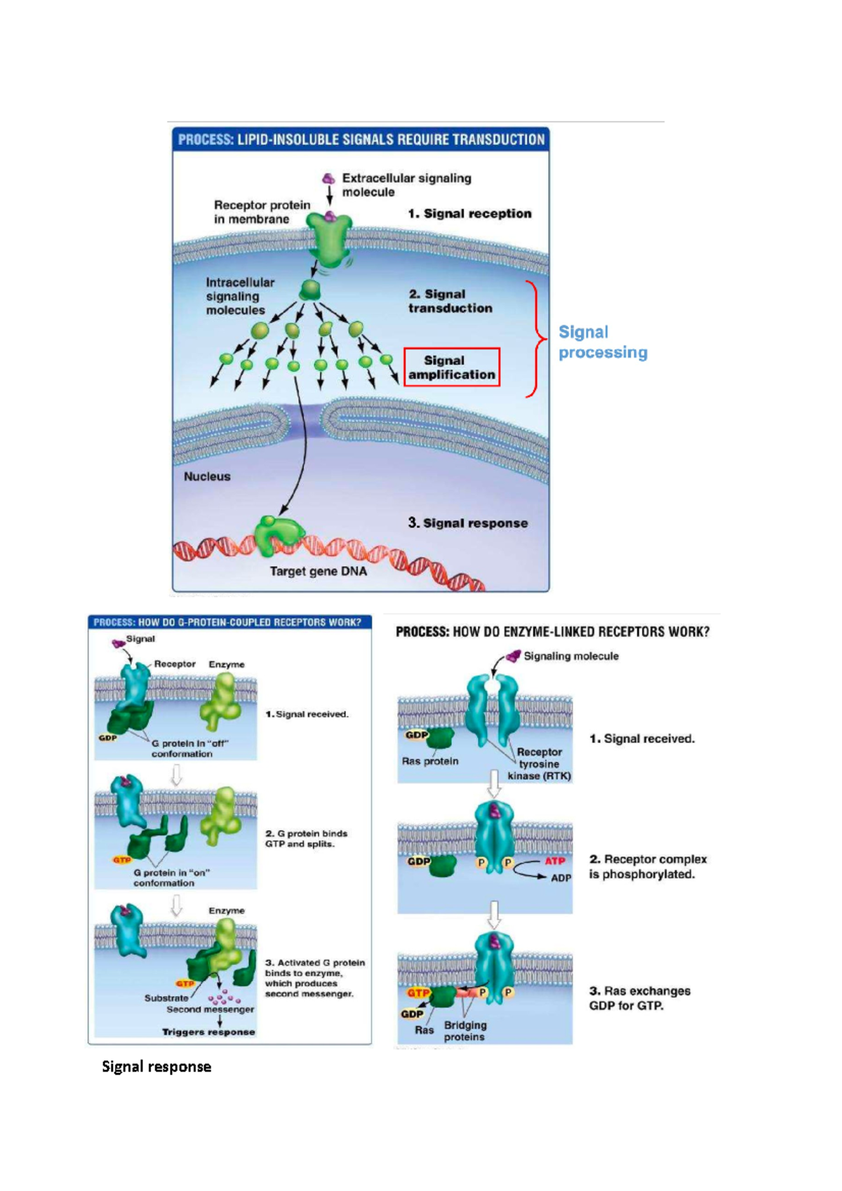 BIOL1001 Notes (Part 2) - Signal Response Includes Changes In: - Gene ...