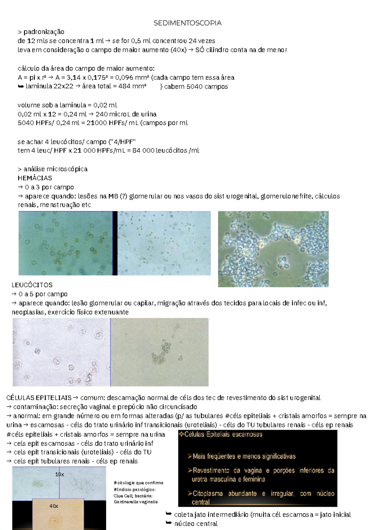 Sedimentoscopia - SEDIMENTOSCOPIA CÉLULAS EPITELIAIS → comum ...
