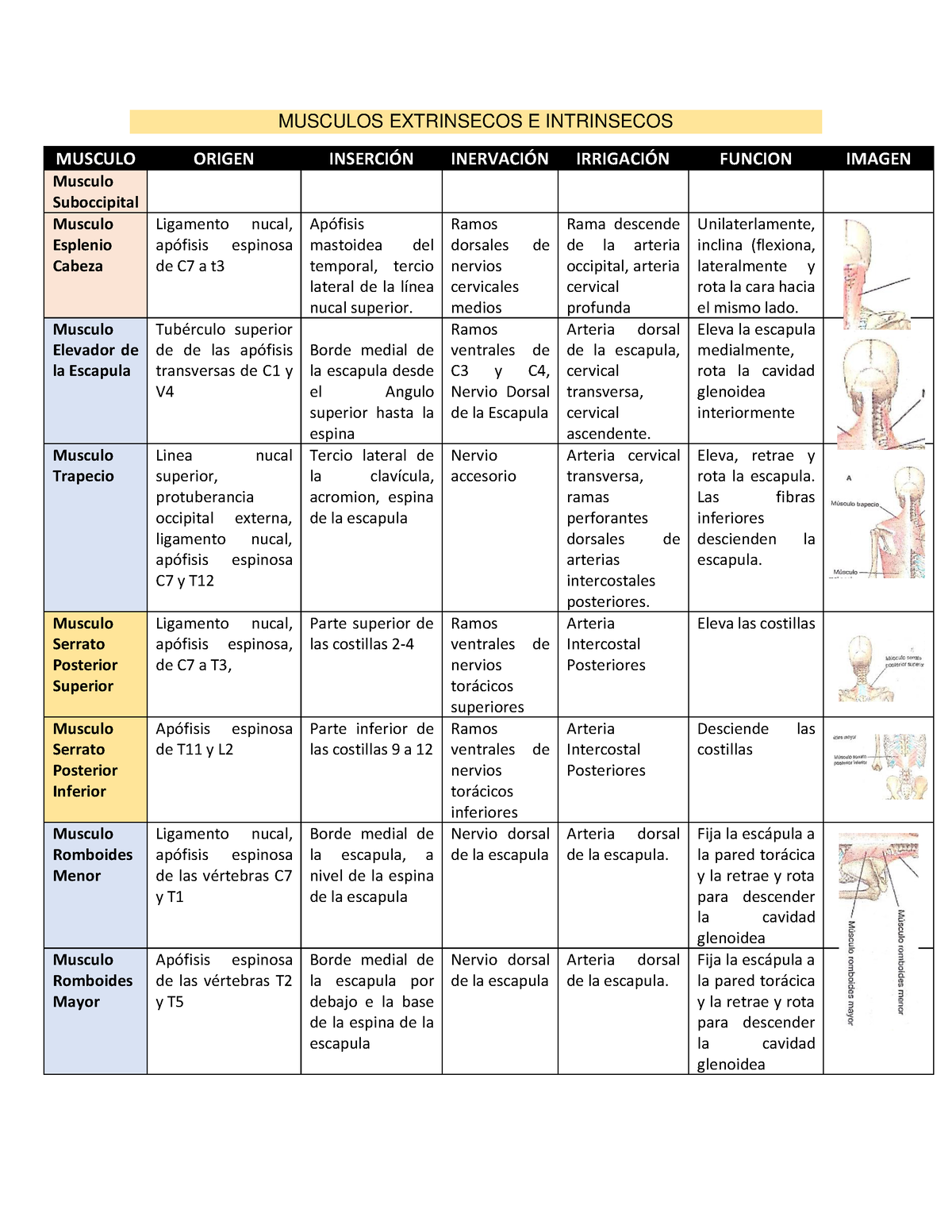 Musculos Extrinsecos E Intrinsecos - Musculos Extrinsecos E Intrinsecos 