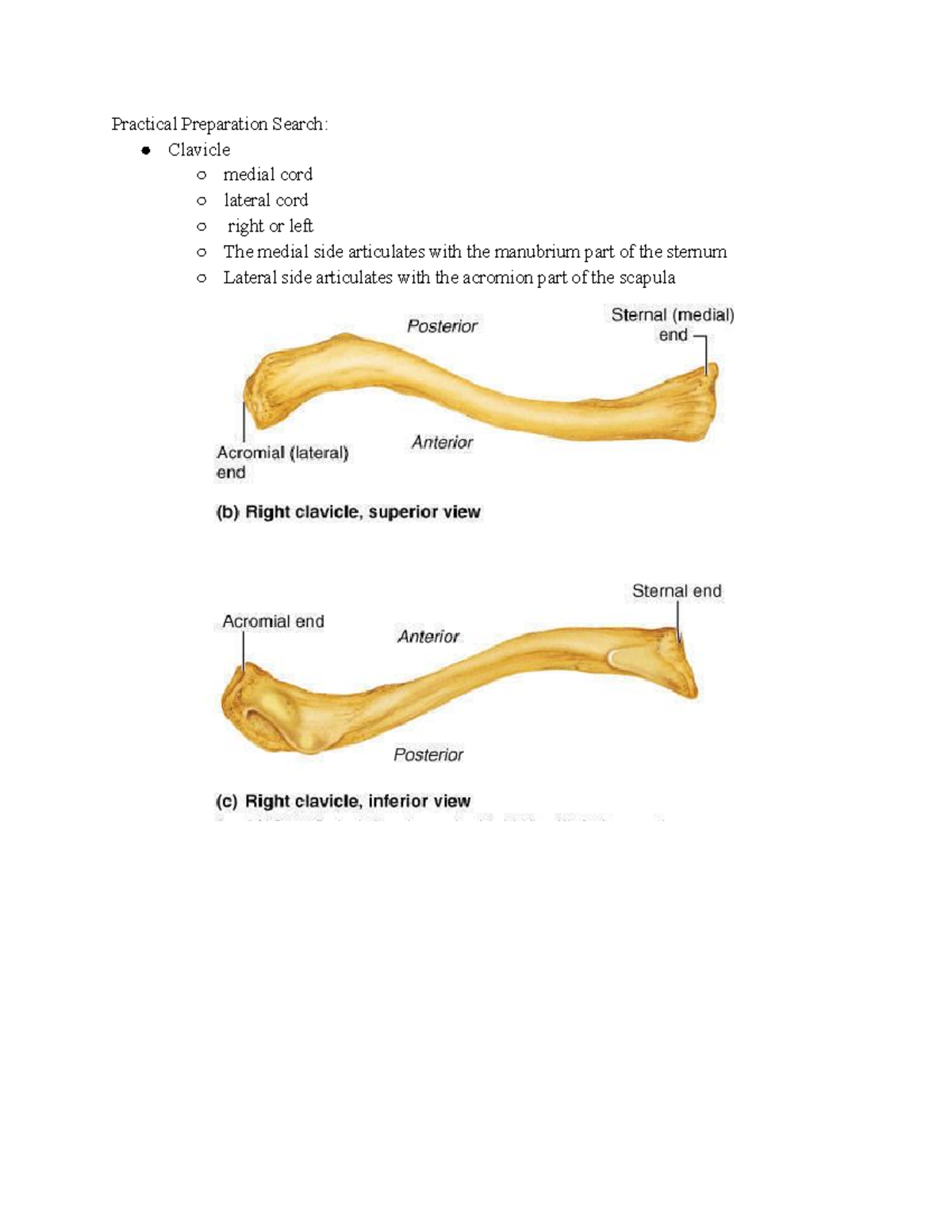 Bones Practical - Human Anatomy & Physiology I - StuDocu