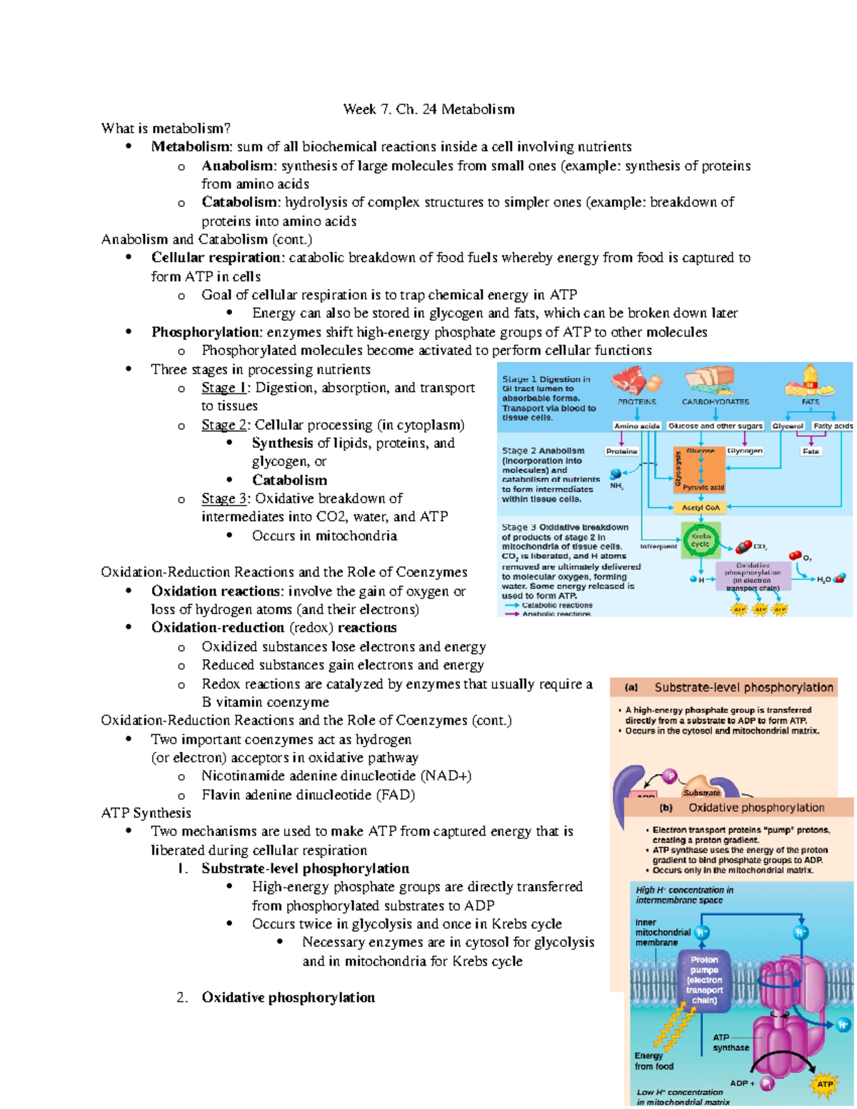 Exam Notes Chapter 24-29 - Week 7. Ch. 24 Metabolism What is metabolism ...