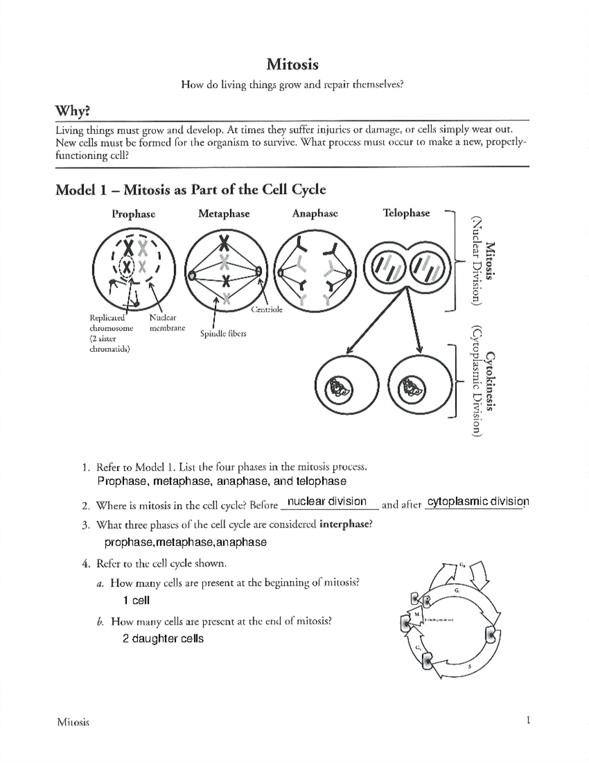 Mitosis Pogili Answer Key - Prophase, metaphase, anaphase, and ...