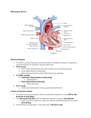 Med Surg Exam 3 Cardiac - Med Surg Exam 3 Study Guide (Short Version ...