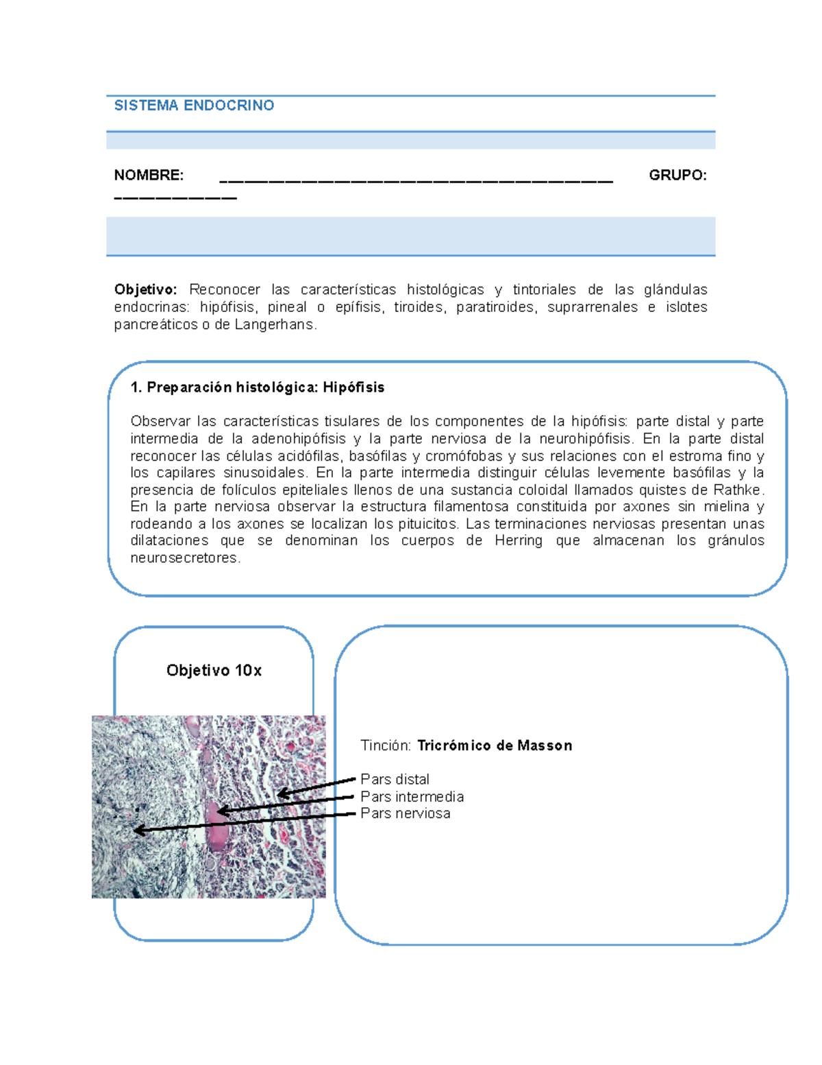 PRÁ Ctica Endocrino - A Les Ayude - SISTEMA ENDOCRINO NOMBRE: - Studocu