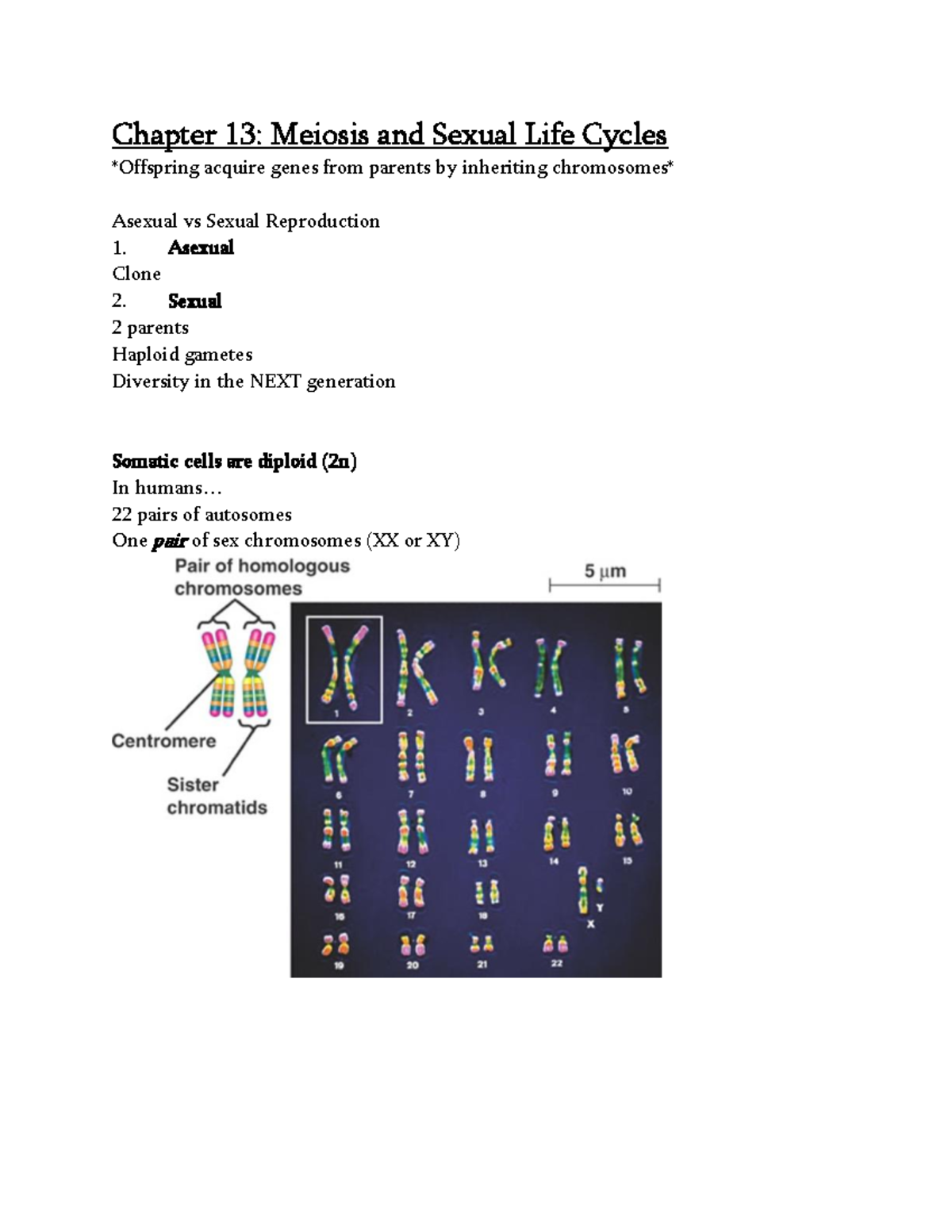 Chapter 13 Meiosis And Sexual Life Cycles Chapter 13 Meiosis And Sexual Life Cycles