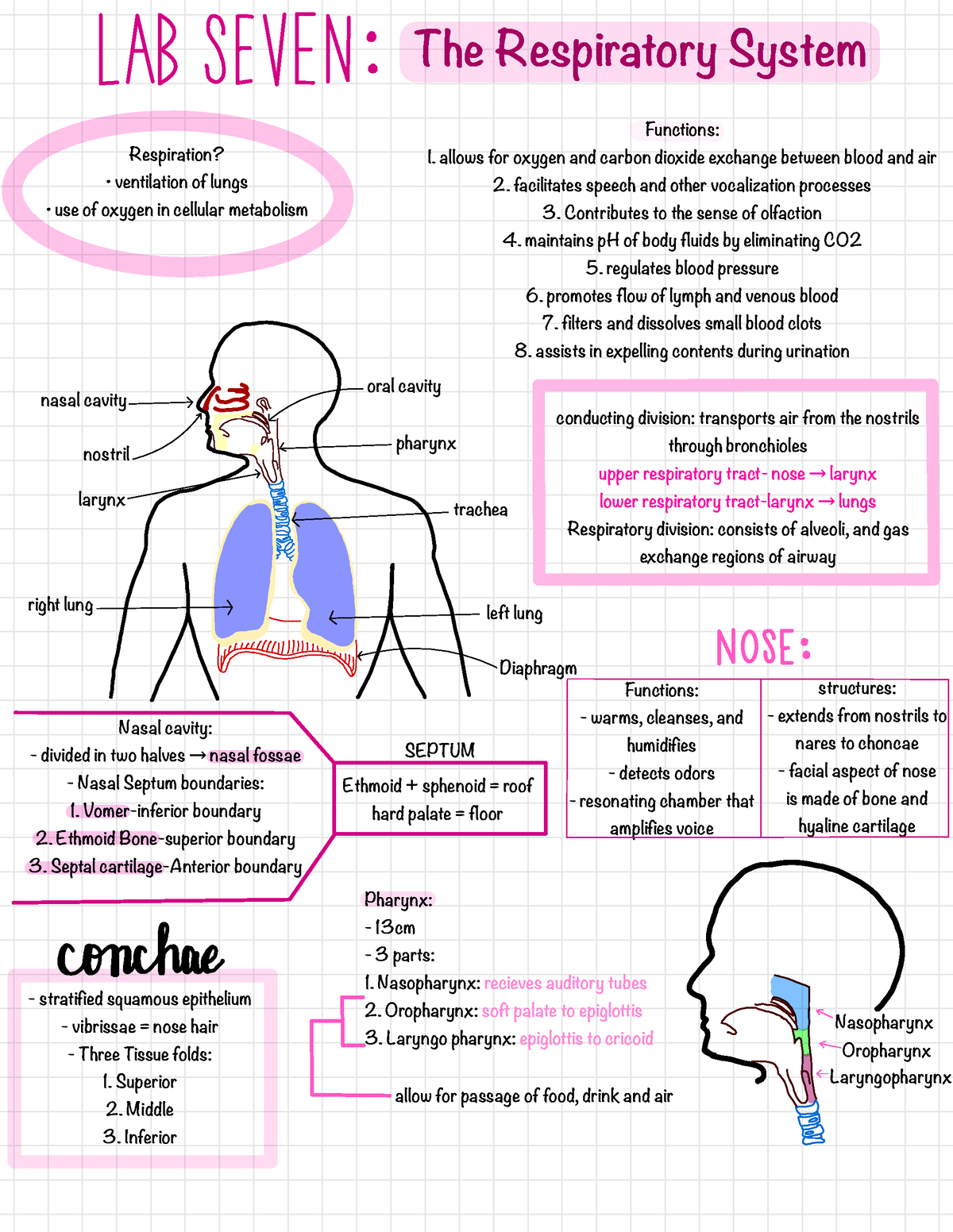 BIO 2063 Lab Seven - ####### The Respiratory System Respiration ...