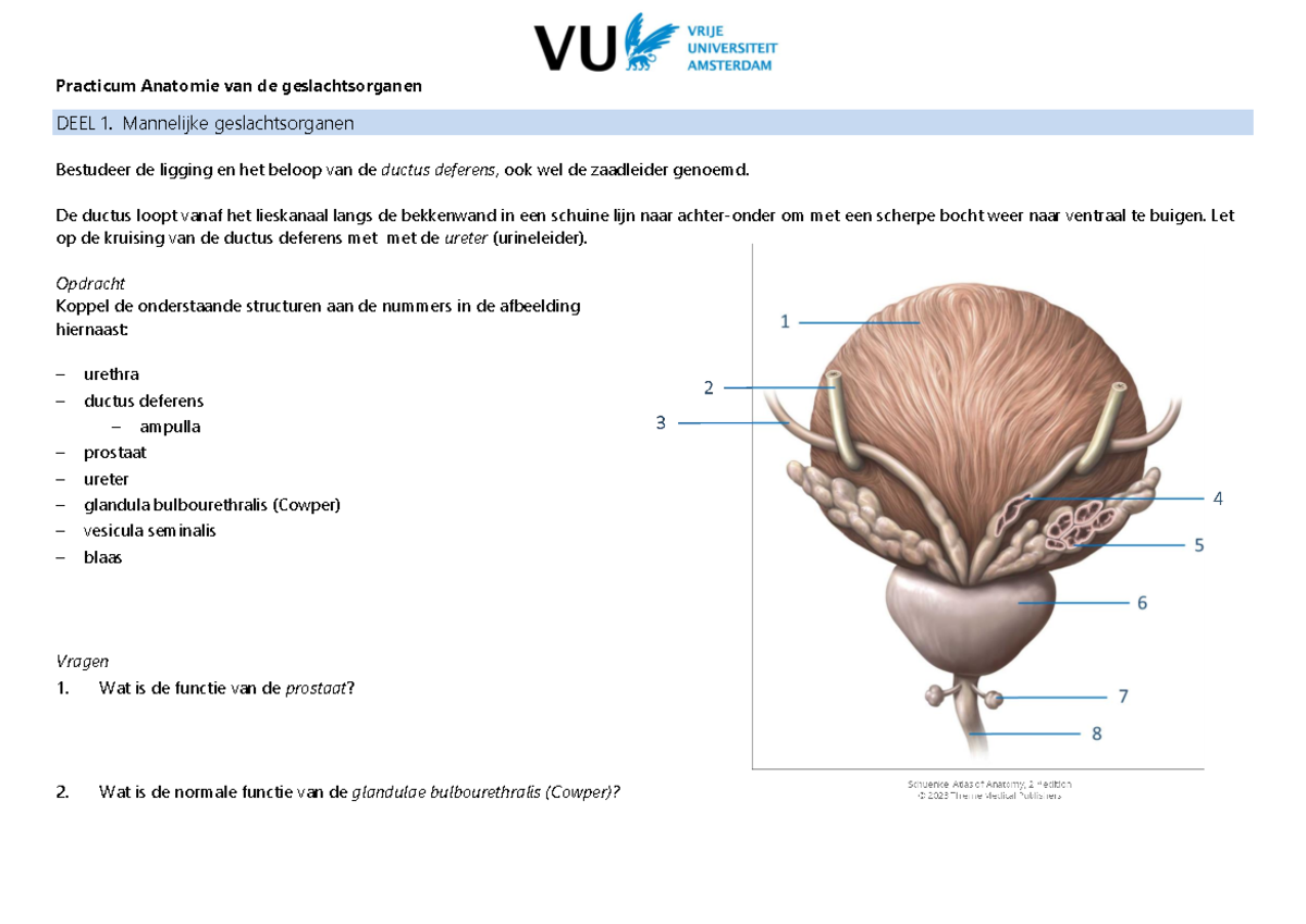 Mannelijke Geslachtsorganen Anatomie Flashcards – FHLYK