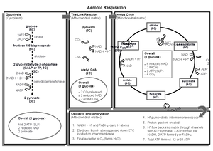 Graham et al 1998 evaluation of an igm specific indirect enzyme linked ...