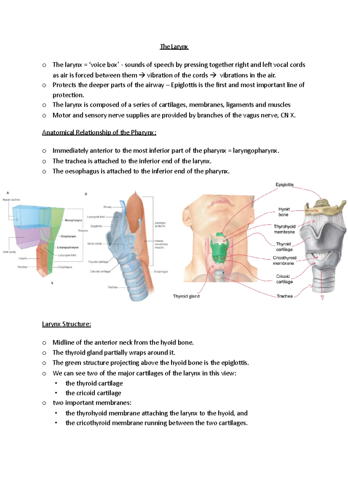 The Larynx - o Protects the deeper parts of the airway – Epiglottis is ...