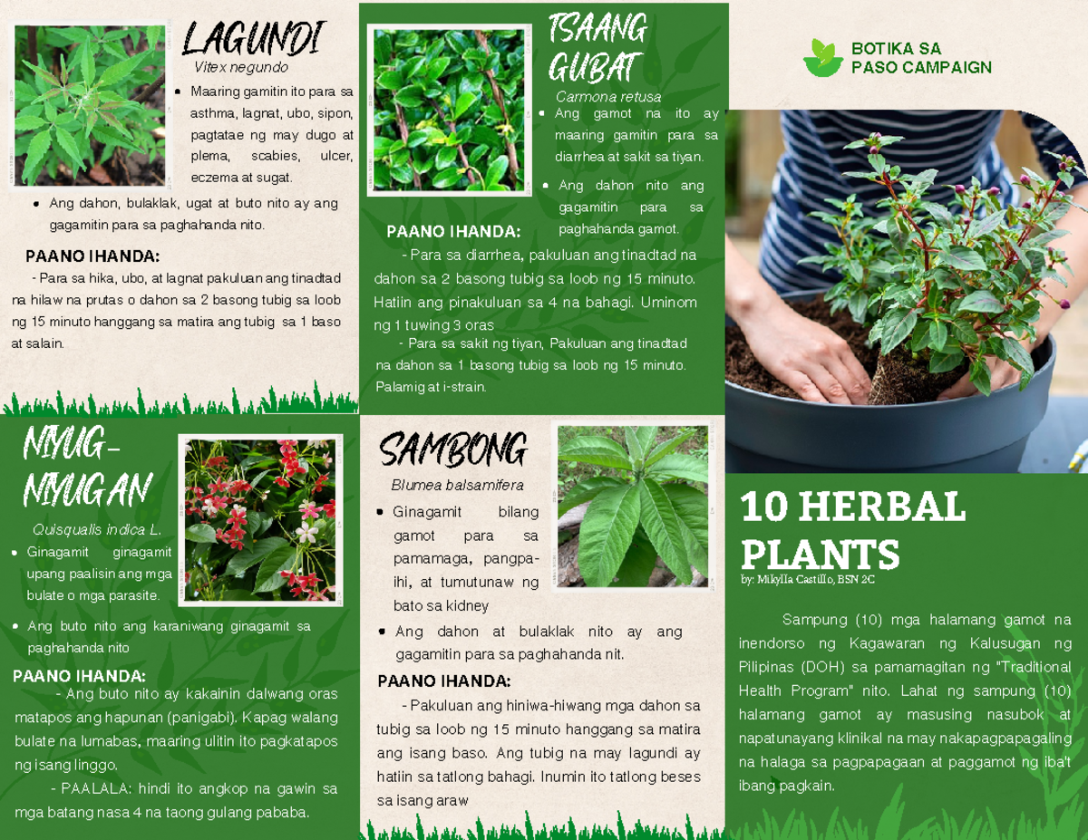  Original Size 10 Herbal Plants Approved BY DOH NIYUG NIYUGAN 