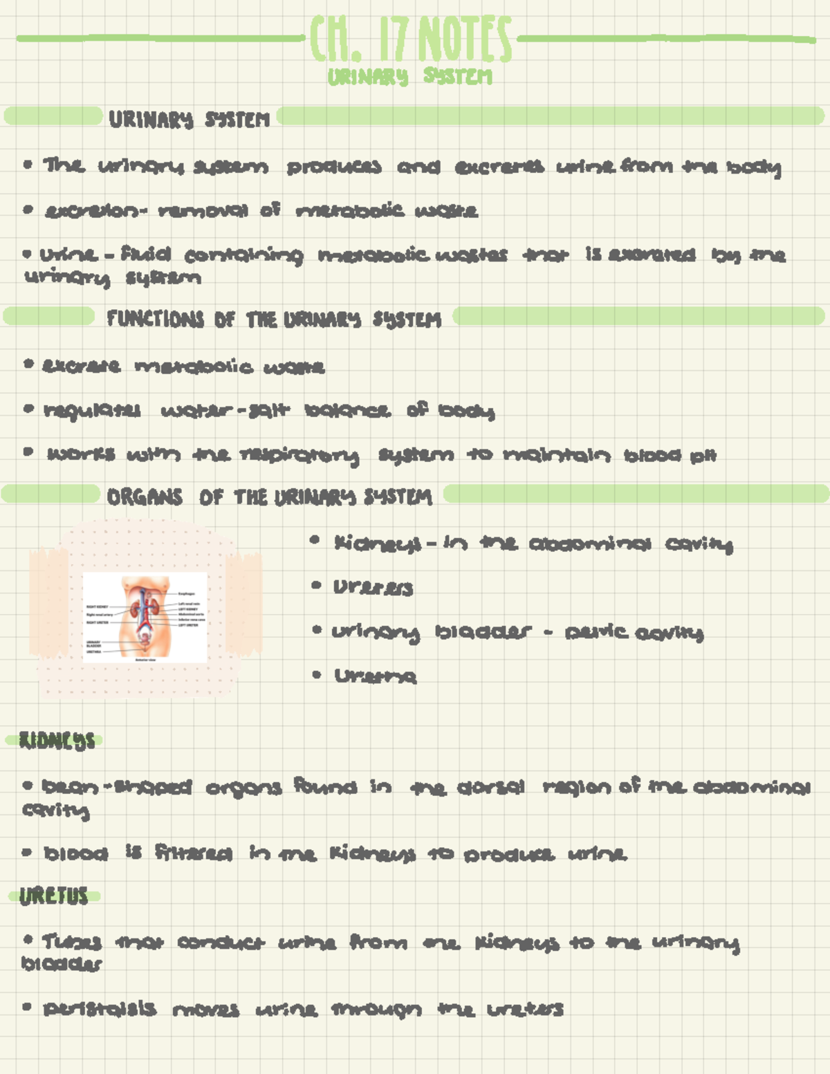 Biology Ch. 17 Notes - Clt . DHOTIS URINARY SYSTEM URINARY SYSTEM ° The ...