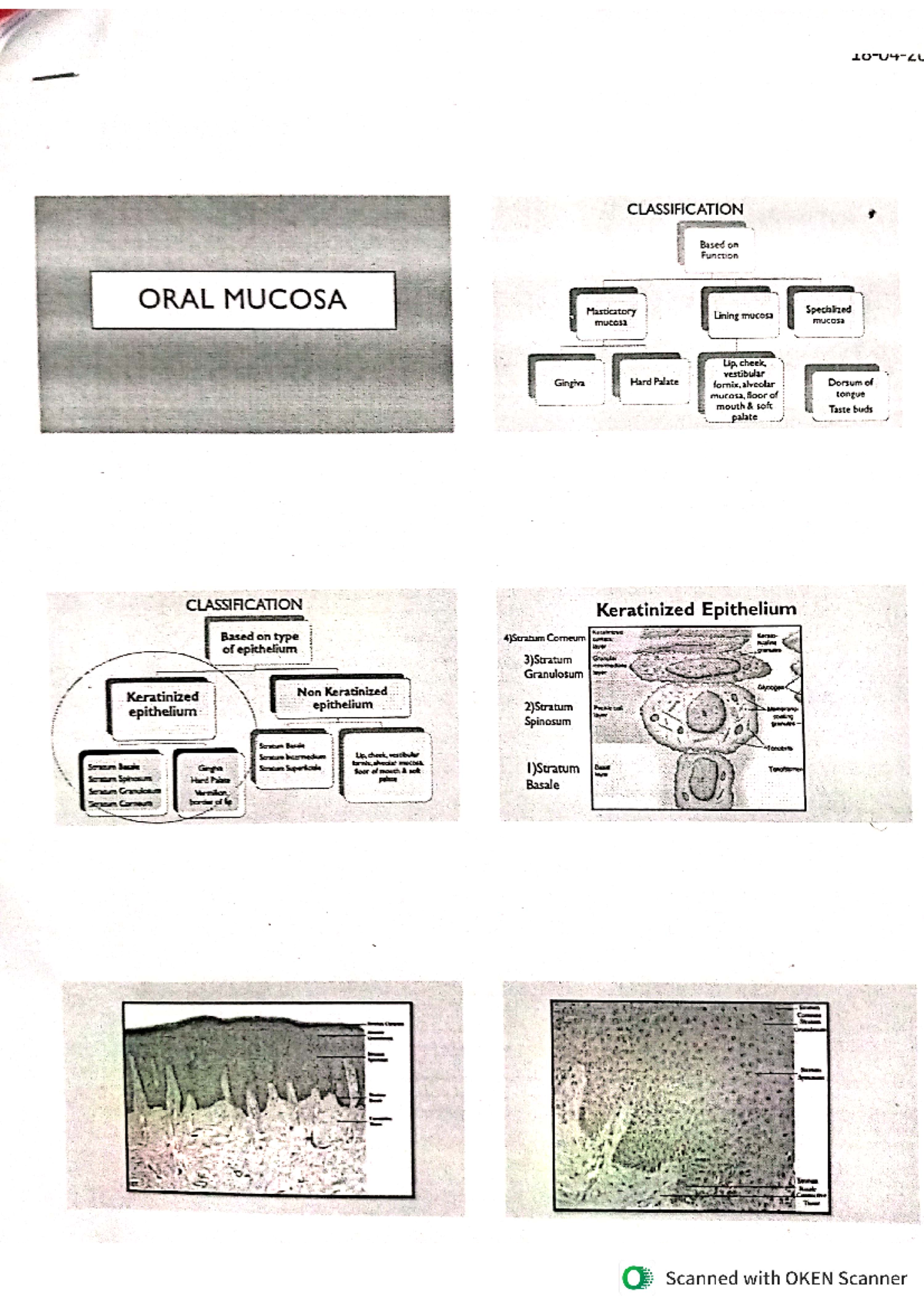 Oral mucosa hand written notes - bachelor in dental surgery - Studocu