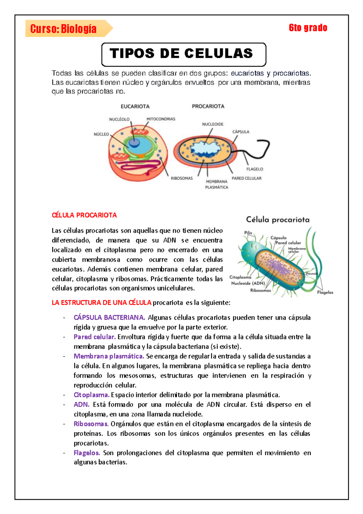 Tipos DE Celulas - TIPOS DE CELULAS Todas las células se pueden ...