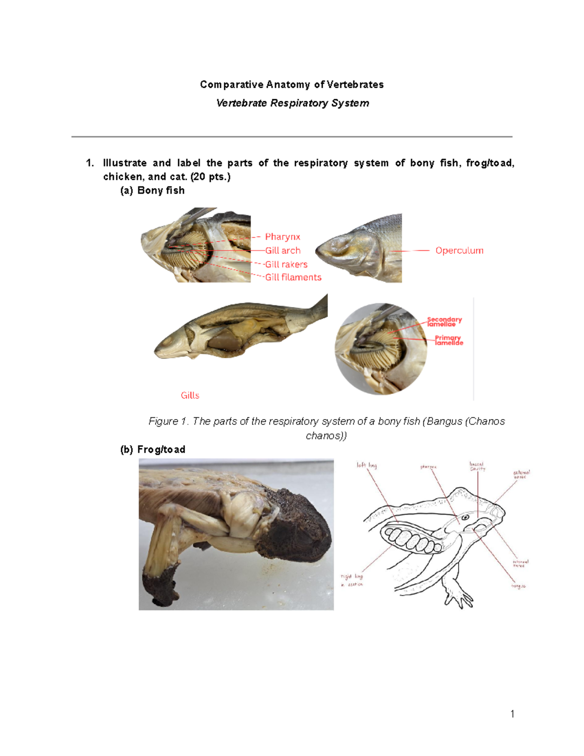Laboratory Exercise on the Vertebrate Respiratory System (Comparative ...