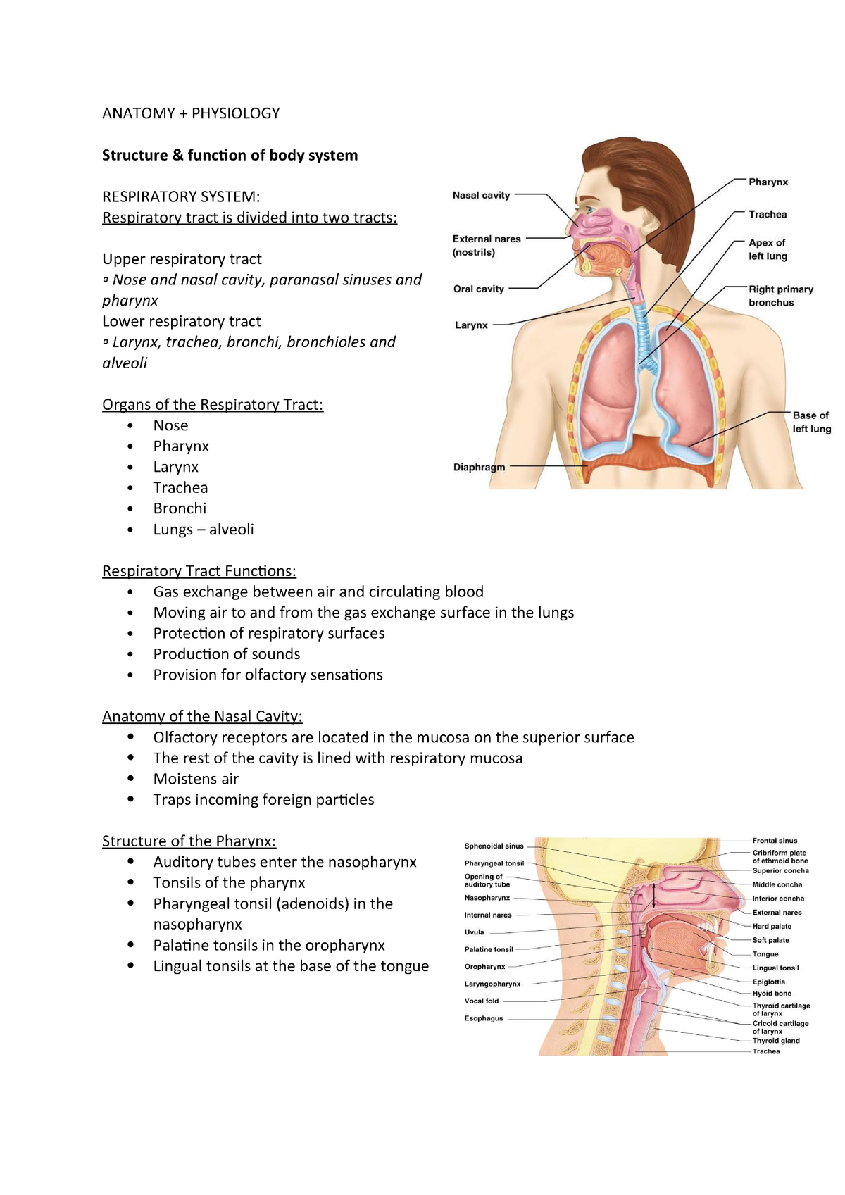 Anatomy + Physiology DOC - HLTAAP002 - StuDocu