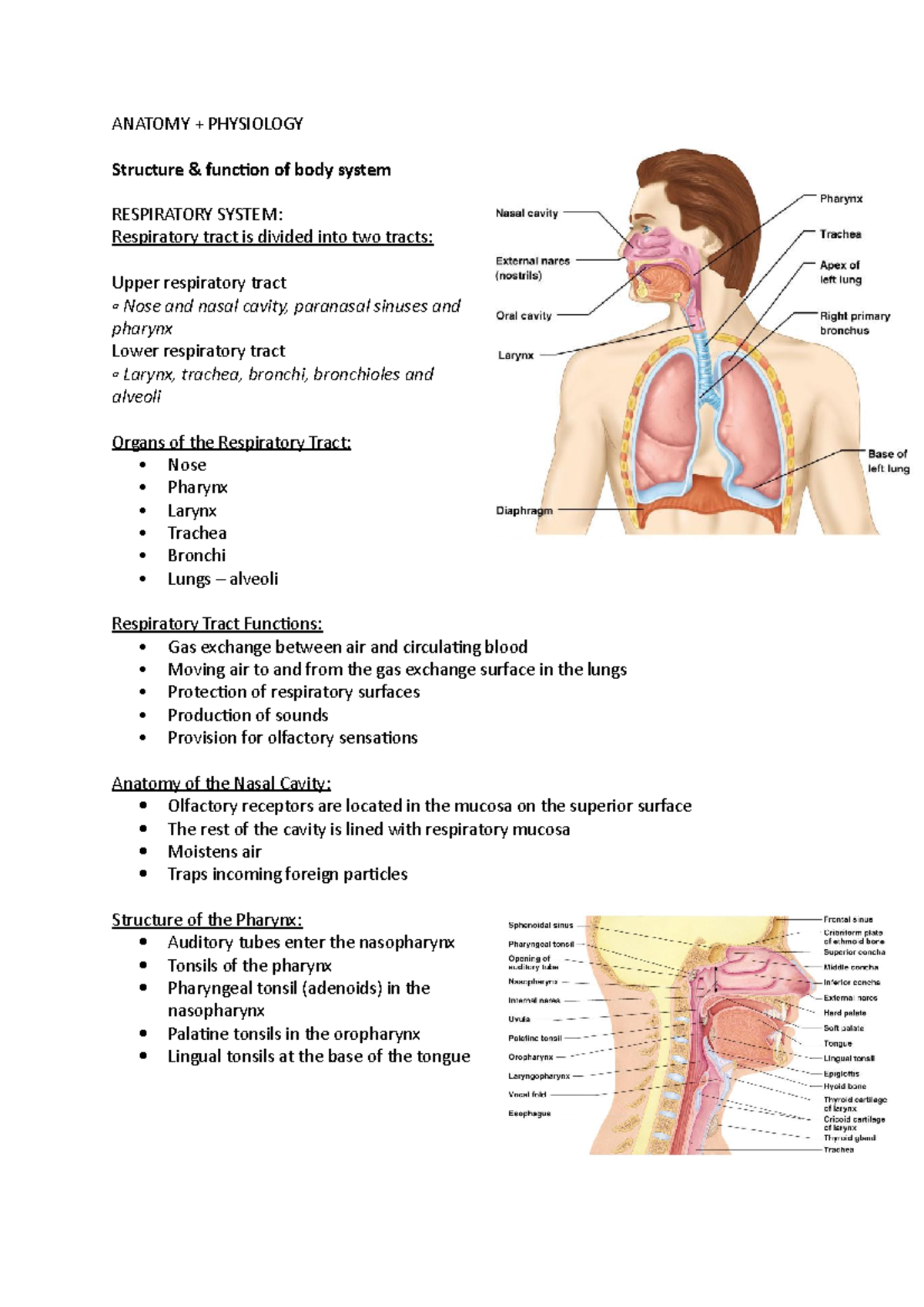 Anatomy + Physiology DOC - ANATOMY + PHYSIOLOGY Structure & function of ...