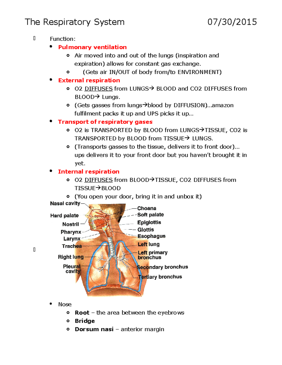 The Respiratory System - o (Gets air IN/OUT of body from/to ENVIRONMENT ...