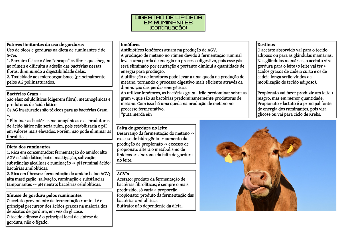 Digestao De Lipideos Ii 6zot003 Studocu