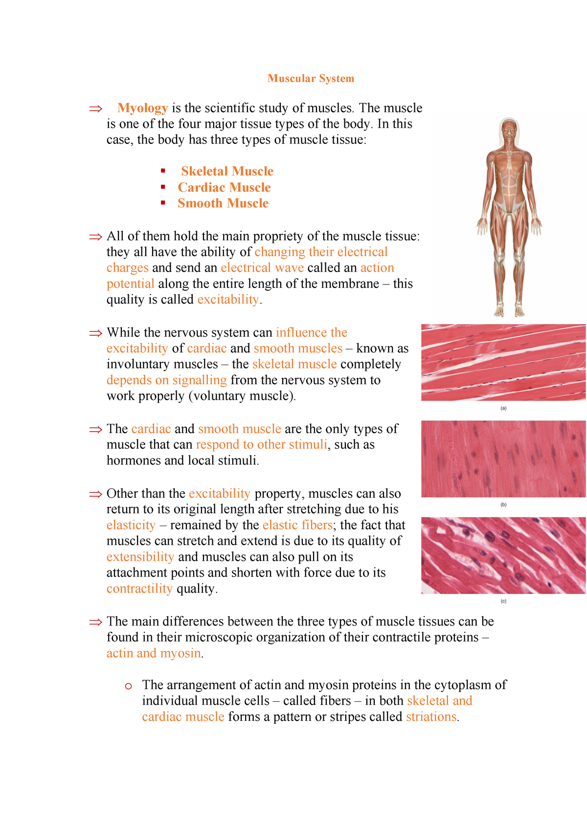 Muscular System Review Warning Tt Undefined Function 32 Muscular System Þ Myology Is The 9909