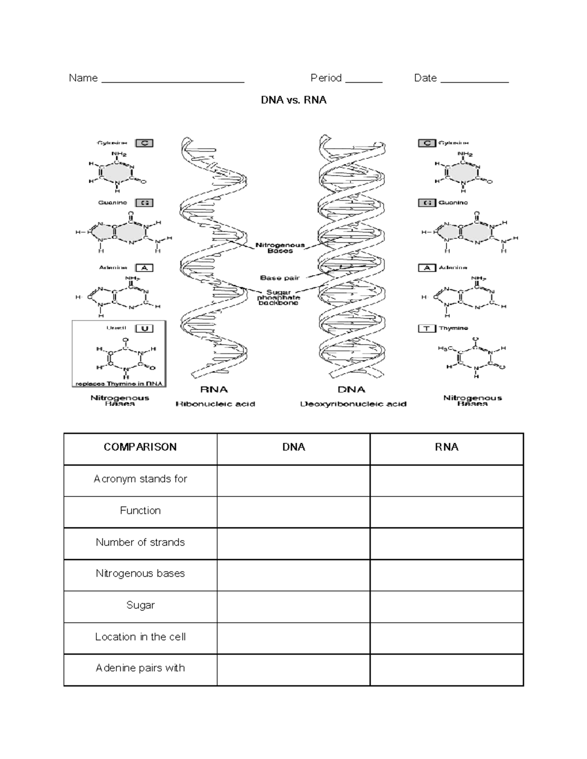 DNAvs RNA - compare DNA and RNA - Name _______________________ Period ...