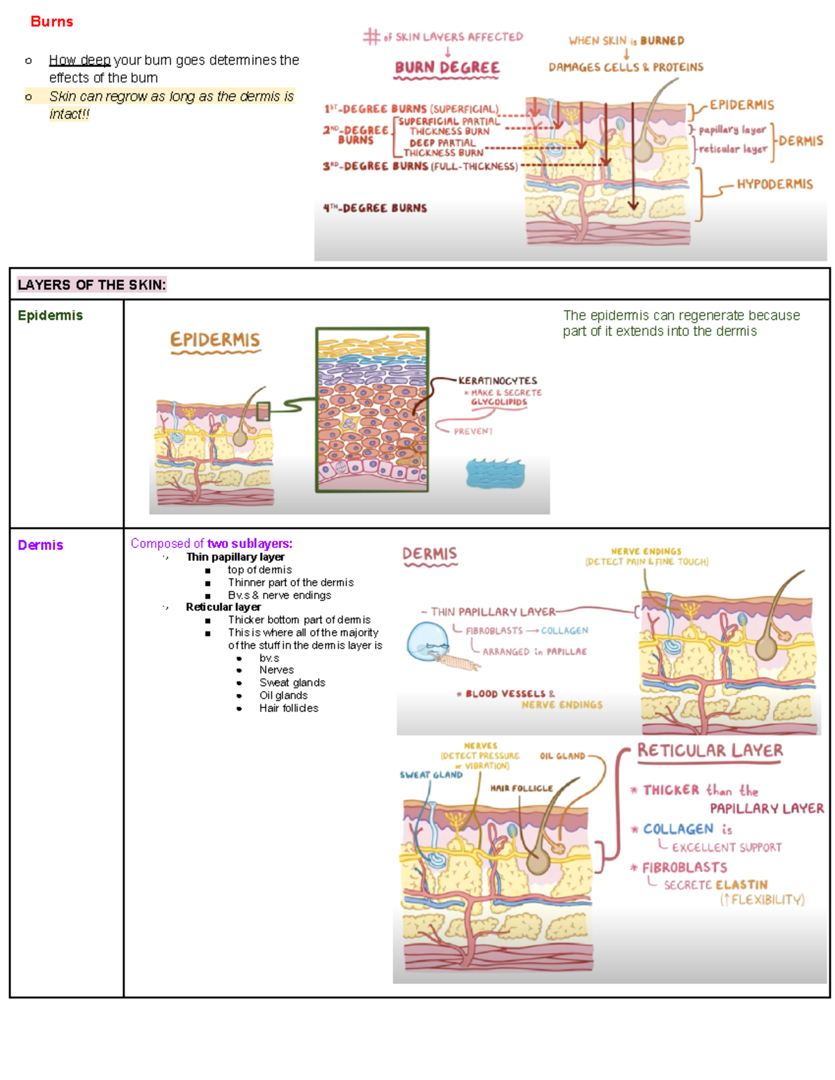 Chapter 23- burns 267 - textbook notes - Burns How deep your burn goes ...