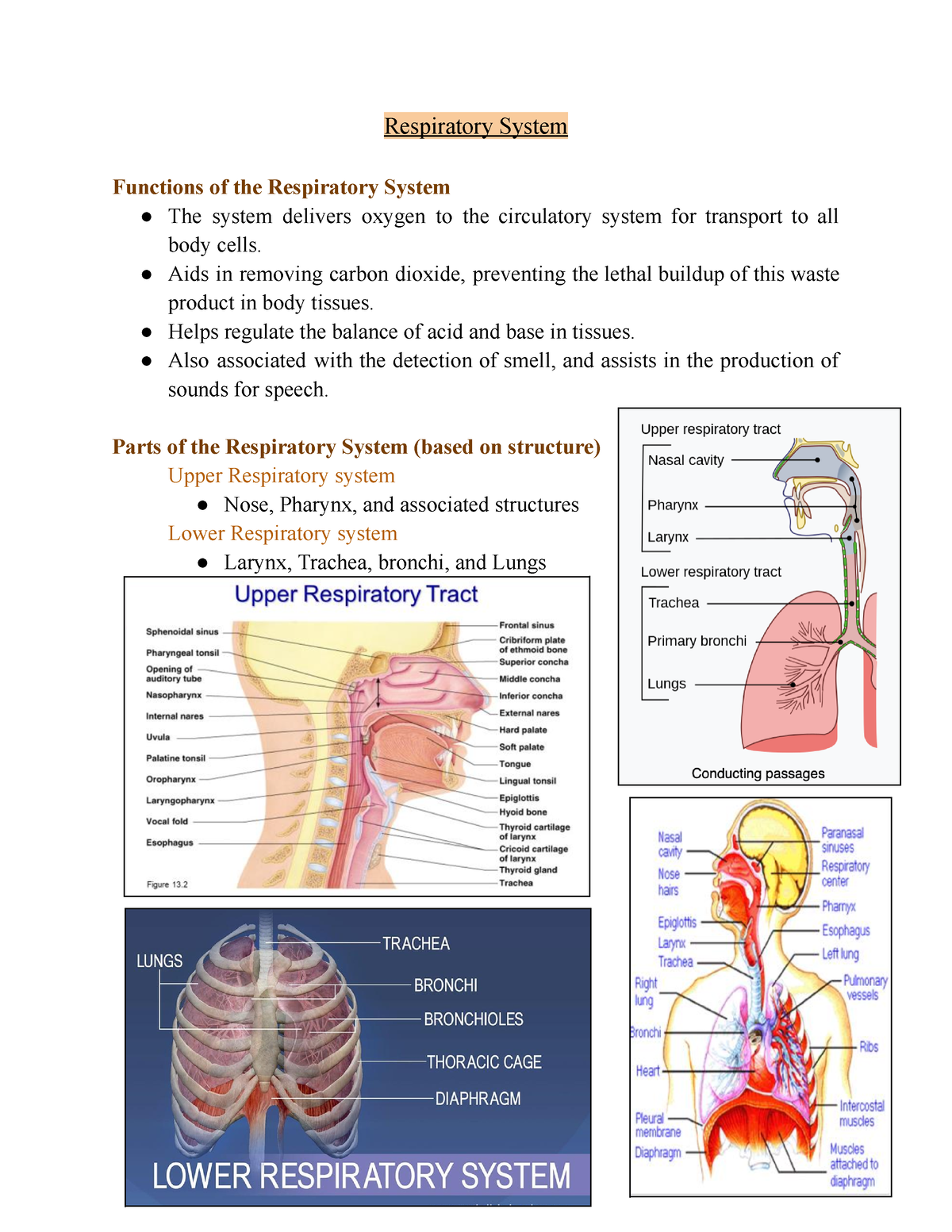 Respiratory-System - bio - Respiratory System Functions of the ...