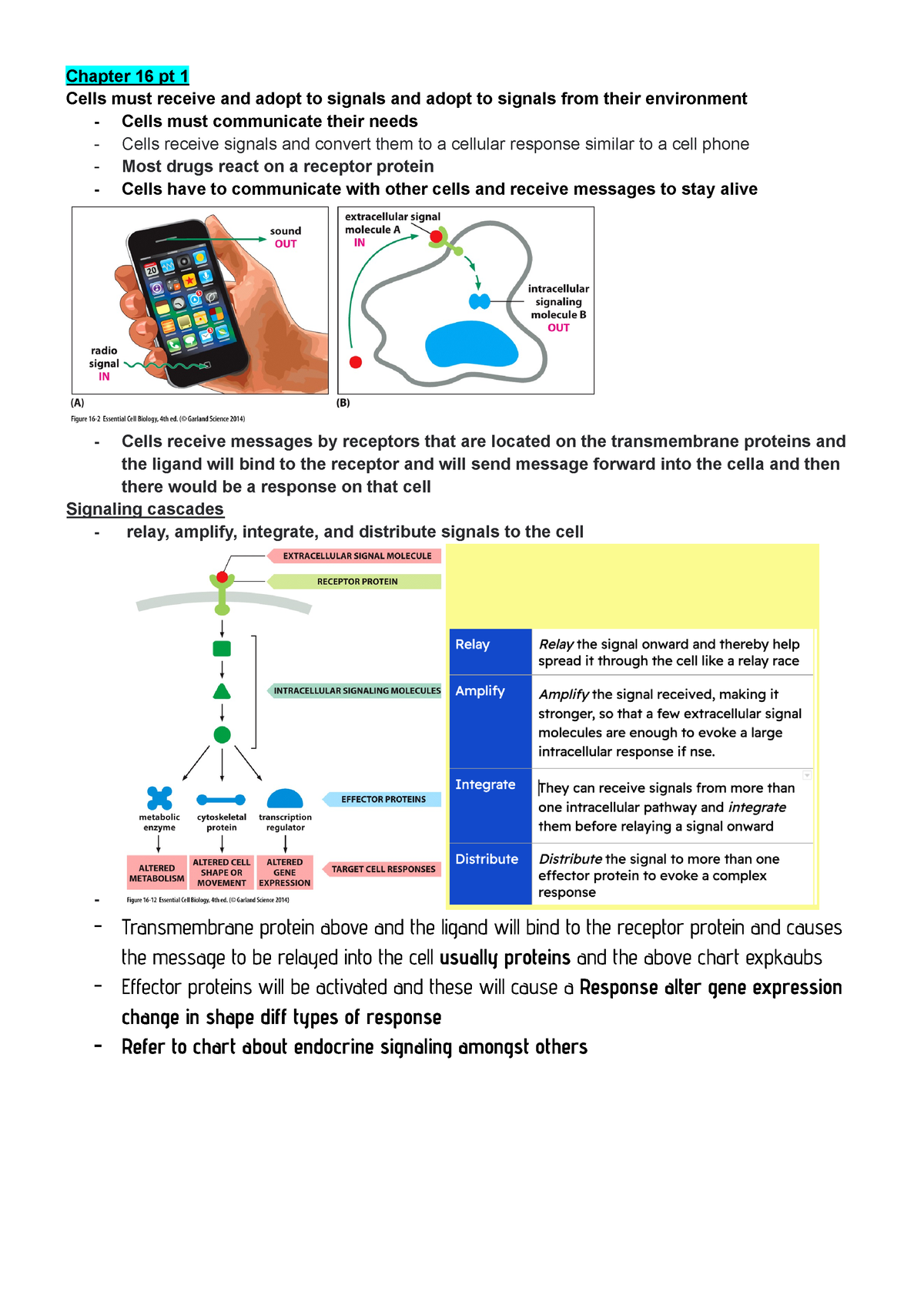 Exam 4 Study Guide - Chapter 16 Pt 1 Cells Must Receive And Adopt To ...