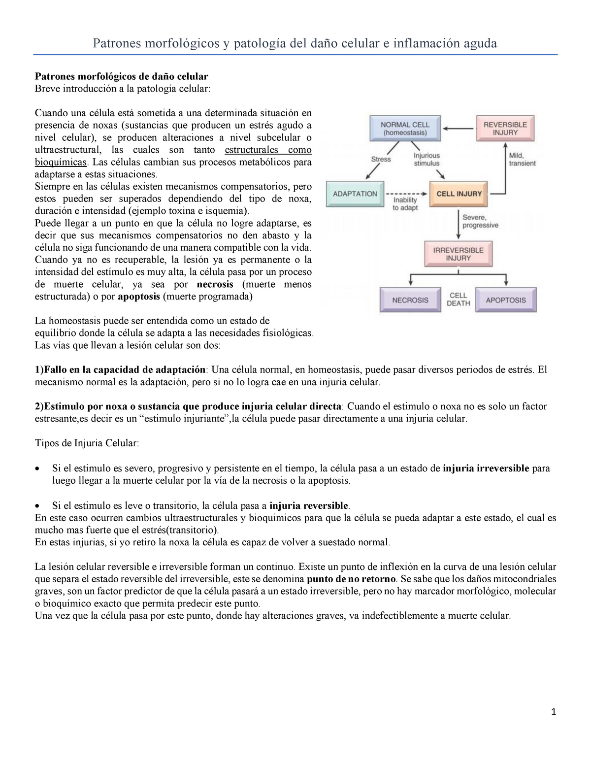 4 Patrones Morfologicos Y Patologia Del Dano Celular E Inflamacion Aguda Patrones Morfologicos Y Studocu