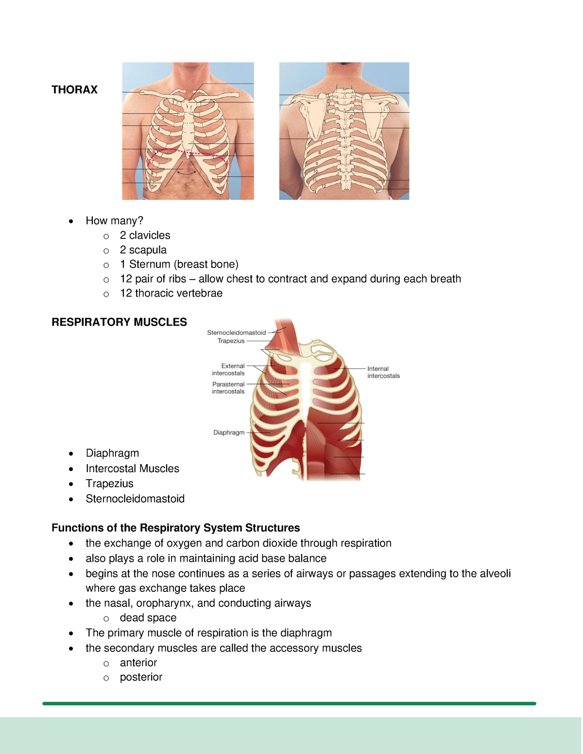 Thorax - THORAX How many? o 2 clavicles o 2 scapula o 1 Sternum (breast ...