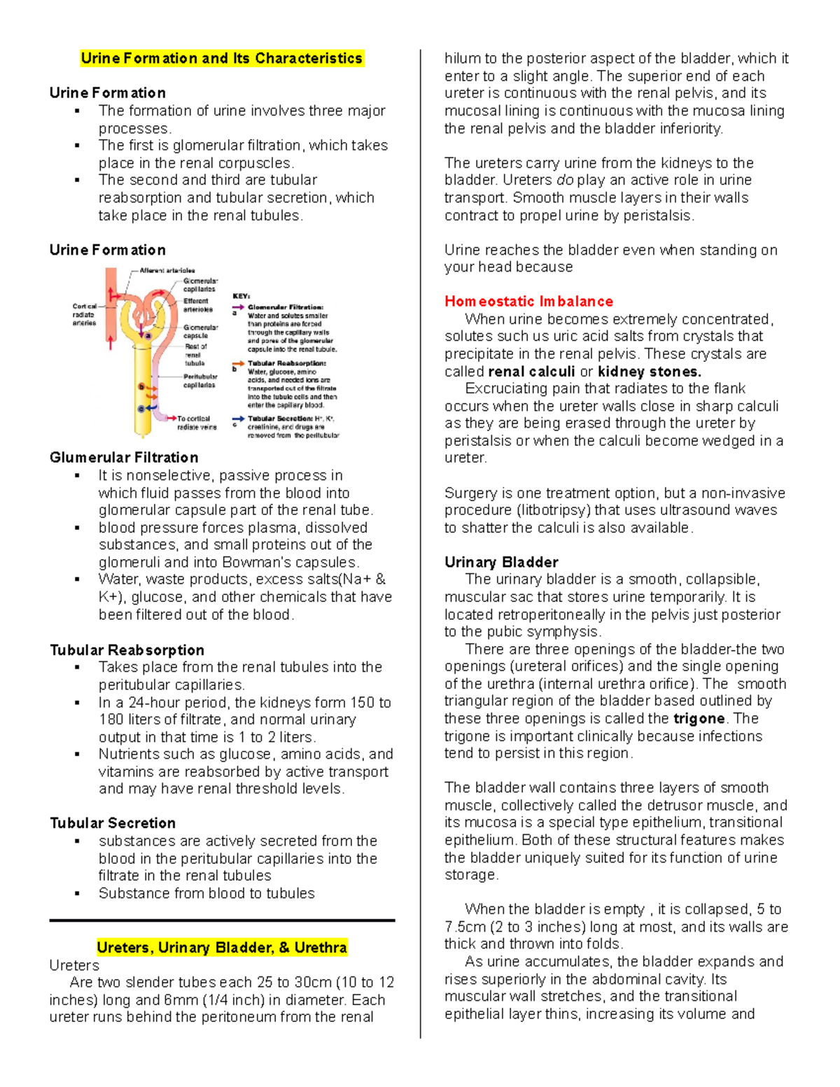 Urine Formation And Its Characteristics - The First Is Glomerular ...