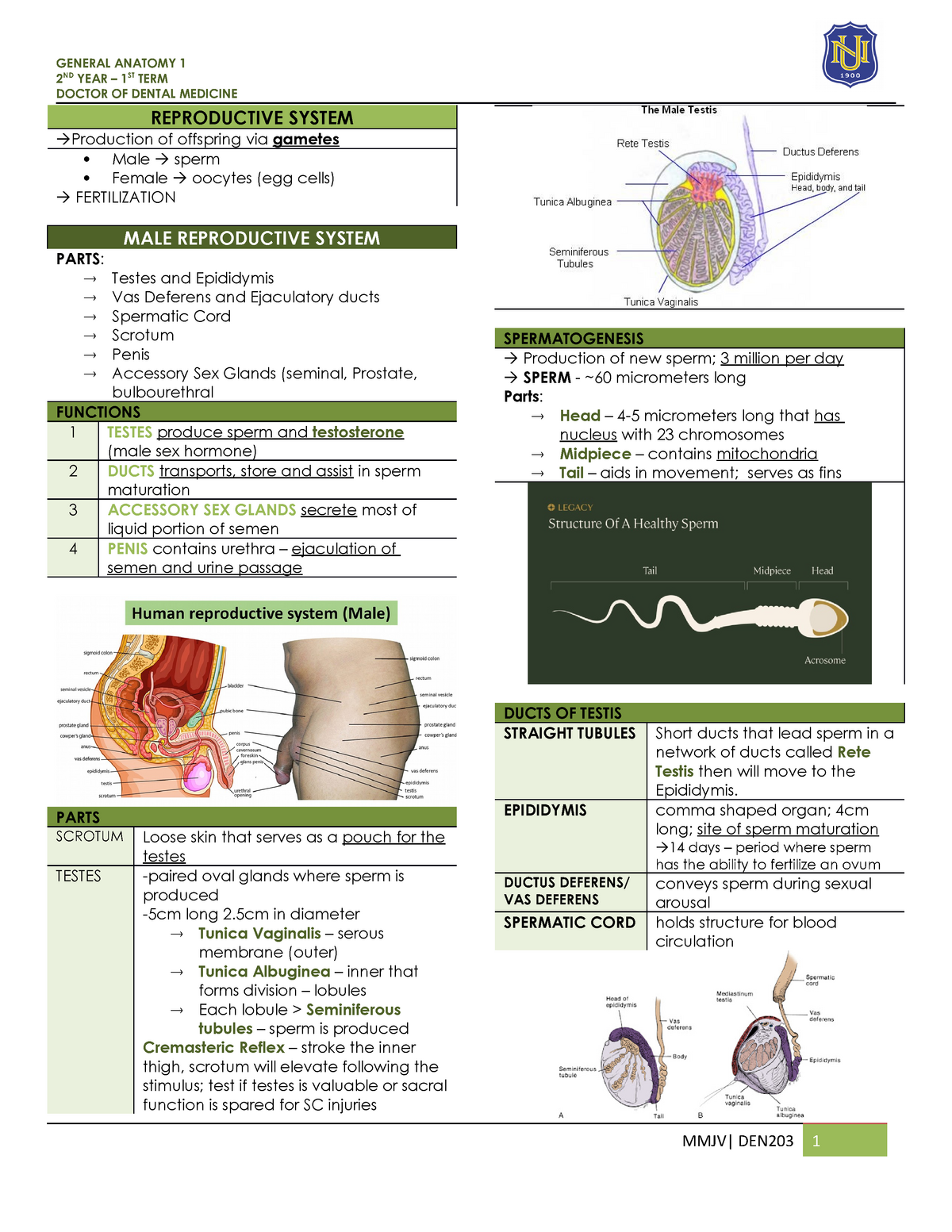 reproductive system terms assignment