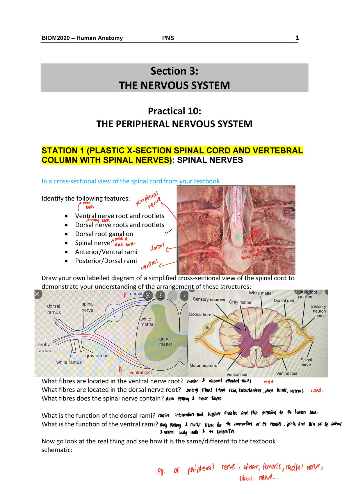 Ss 10 Pns No Description Biom2020 Human Anatomy Pns 1 Section 3