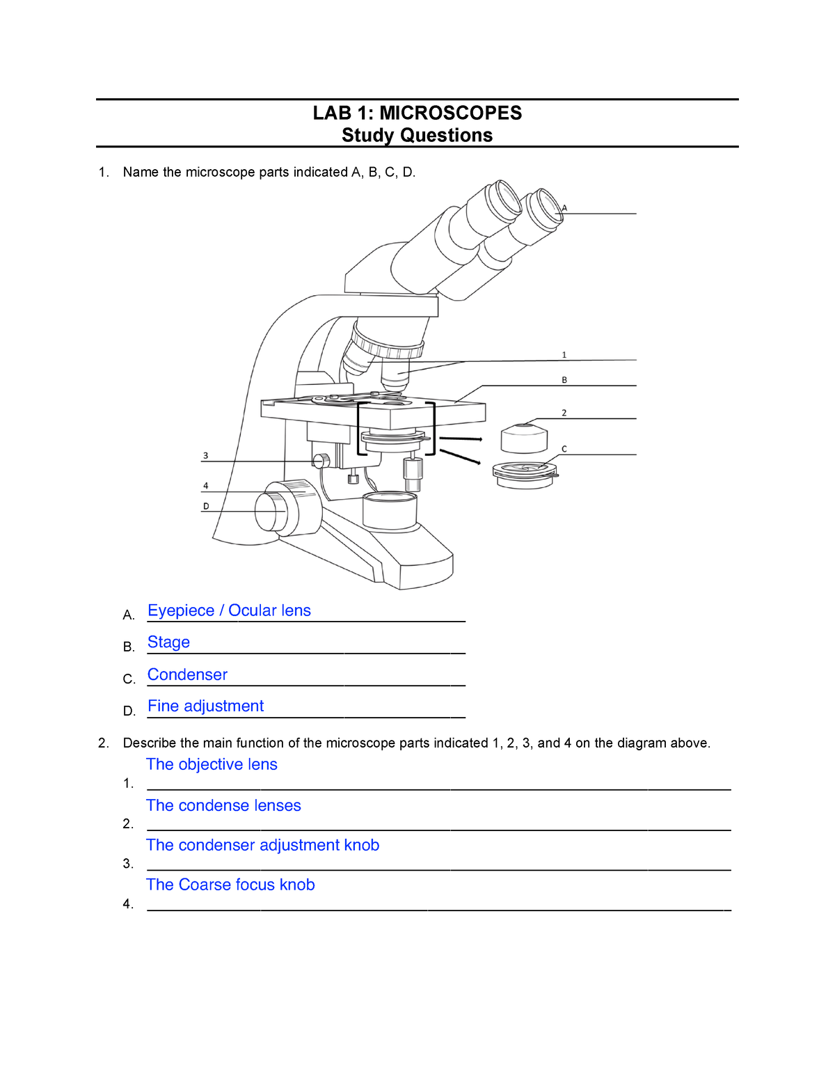 Lab 1 Microscopes (accessible) - LAB 1: MICROSCOPES Study Questions ...