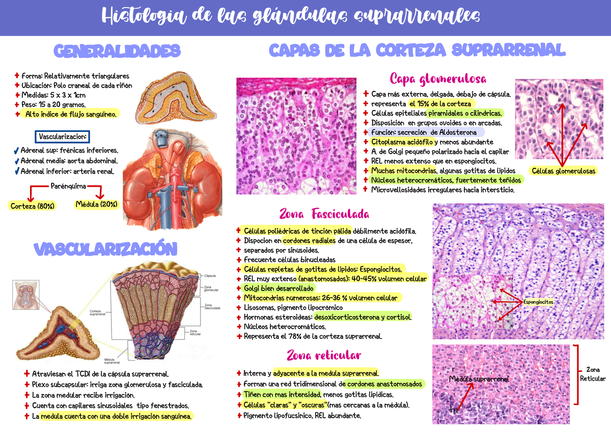 capas de glándulas suprarrenales y hormonas