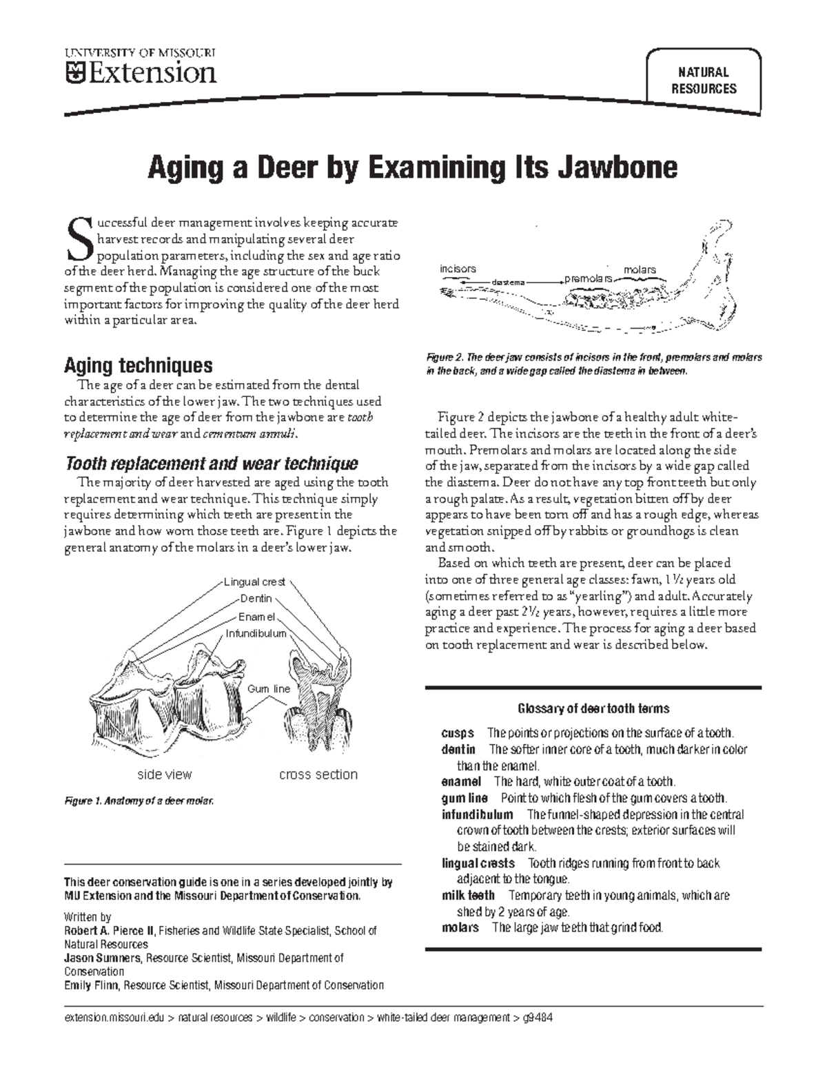 Antler Development in White-tailed Deer: Implications for Management