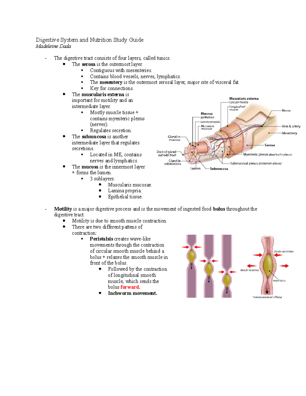 Digestive System and Nutrition Study Guide - Digestive System and ...