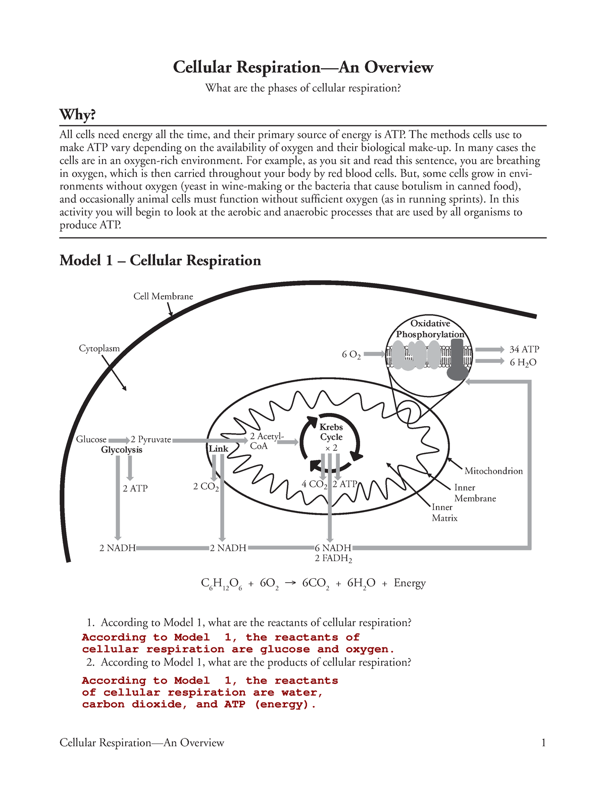 POGIL Cellular Respiration-An Overview - Cellular Respiration—An Overview 1 Cellular  Respiration—An - Studocu