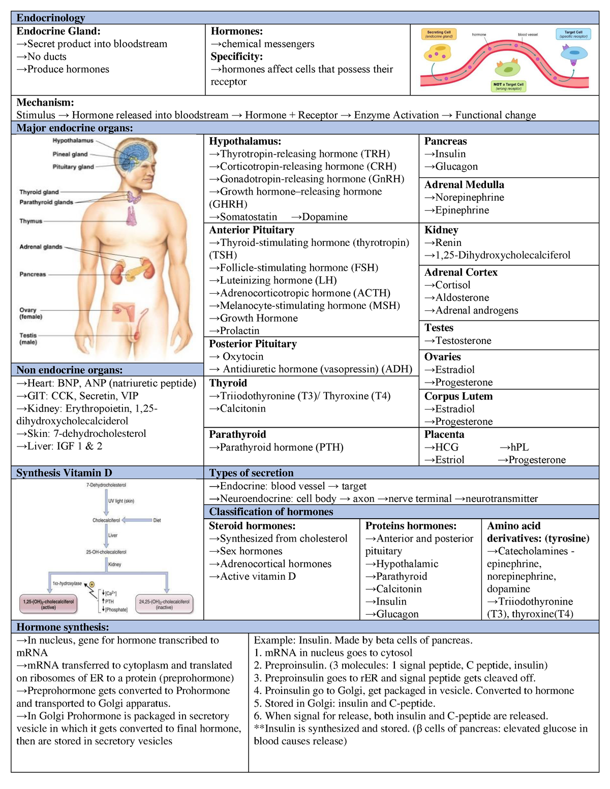 Physio Review - Endocrinology Endocrine Gland: ³Secret product into ...