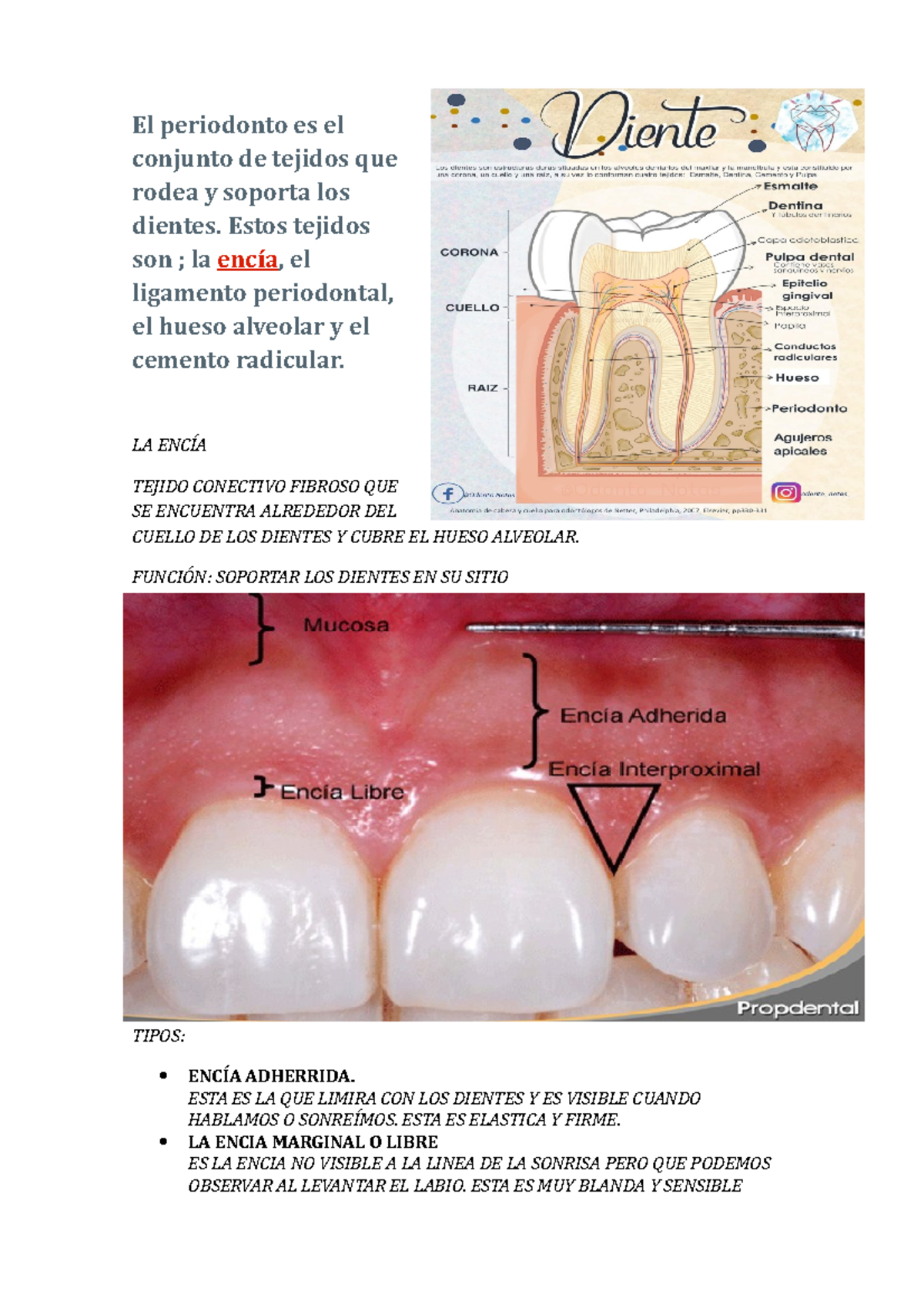 Encia - El periodonto es el conjunto de tejidos que rodea y soporta los ...