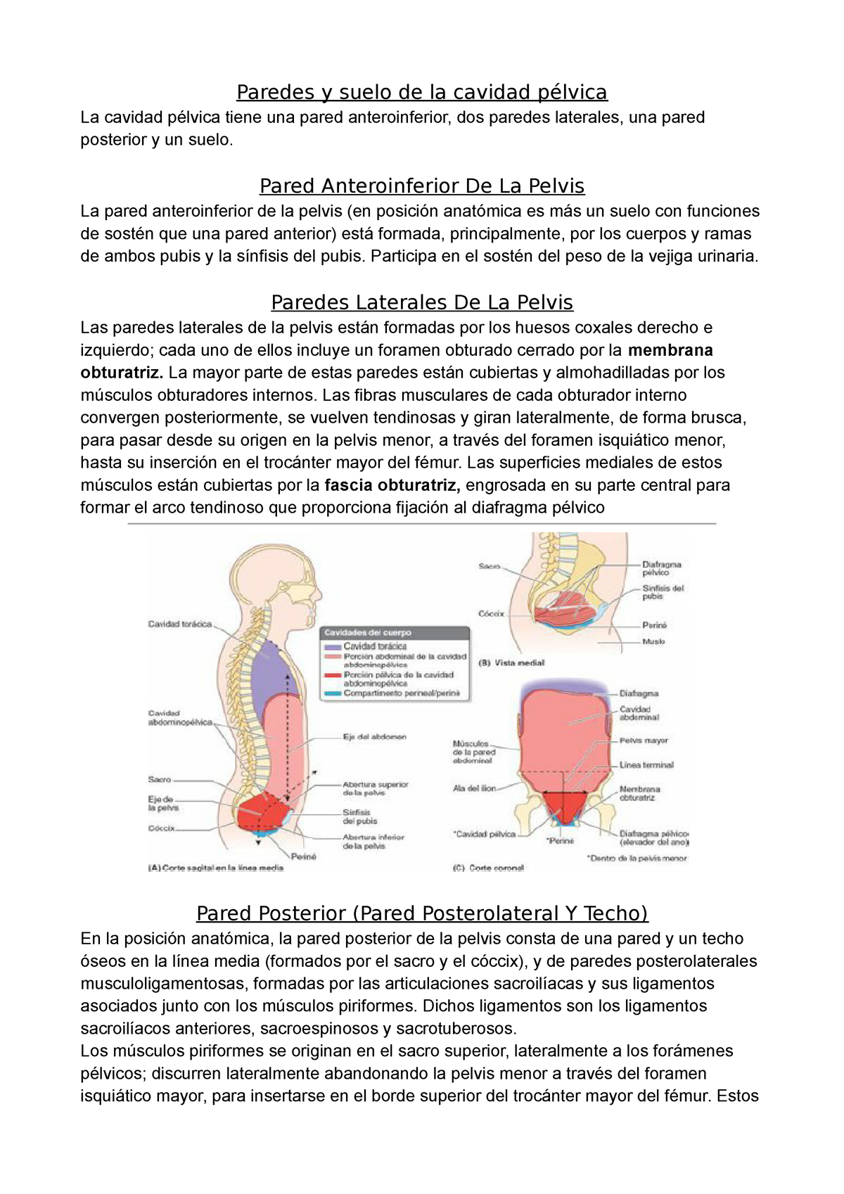 Paredes suelo de la cavidad pélvica y Perine Paredes y suelo de la cavidad pélvica La cavidad