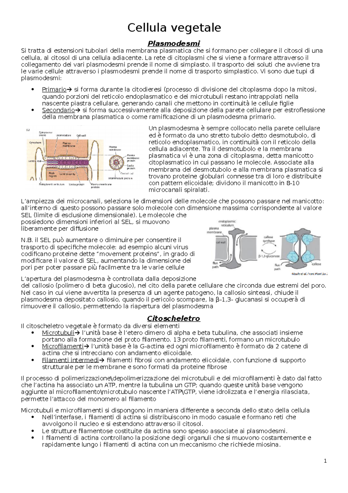 fisio-vegetale-cellula-vegetale-plasmodesmi-si-tratta-di-estensioni