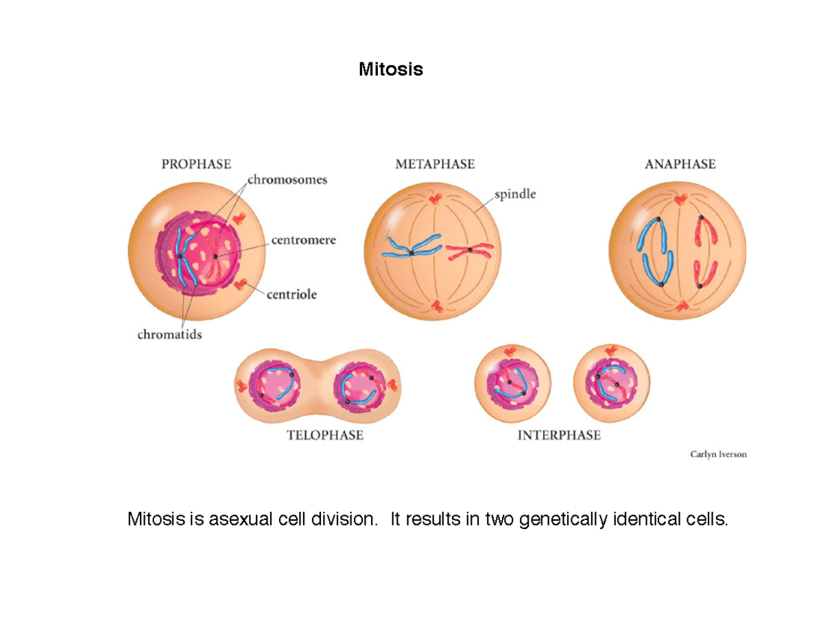 3 Cell division - Mitosis Mitosis is asexual cell division. It results ...
