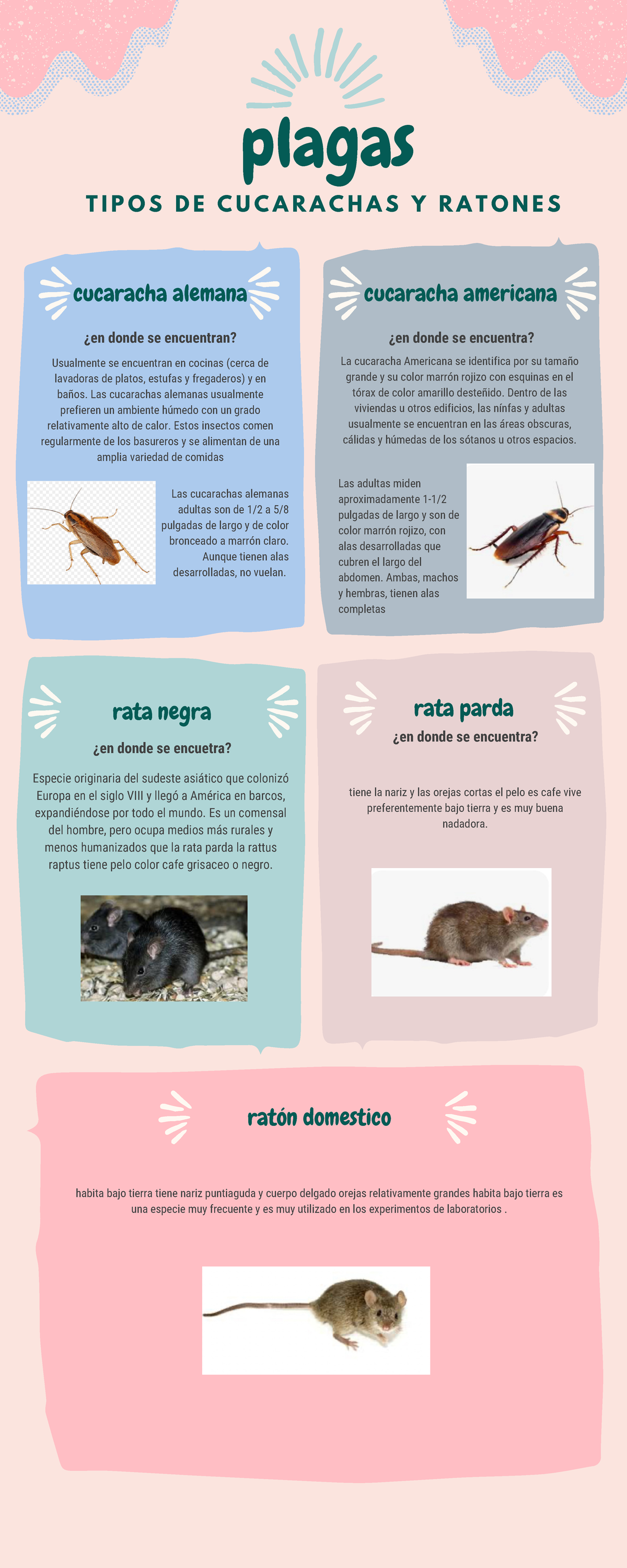 Infografia de plagas - cucaracha alemana cucaracha americana rata parda ...