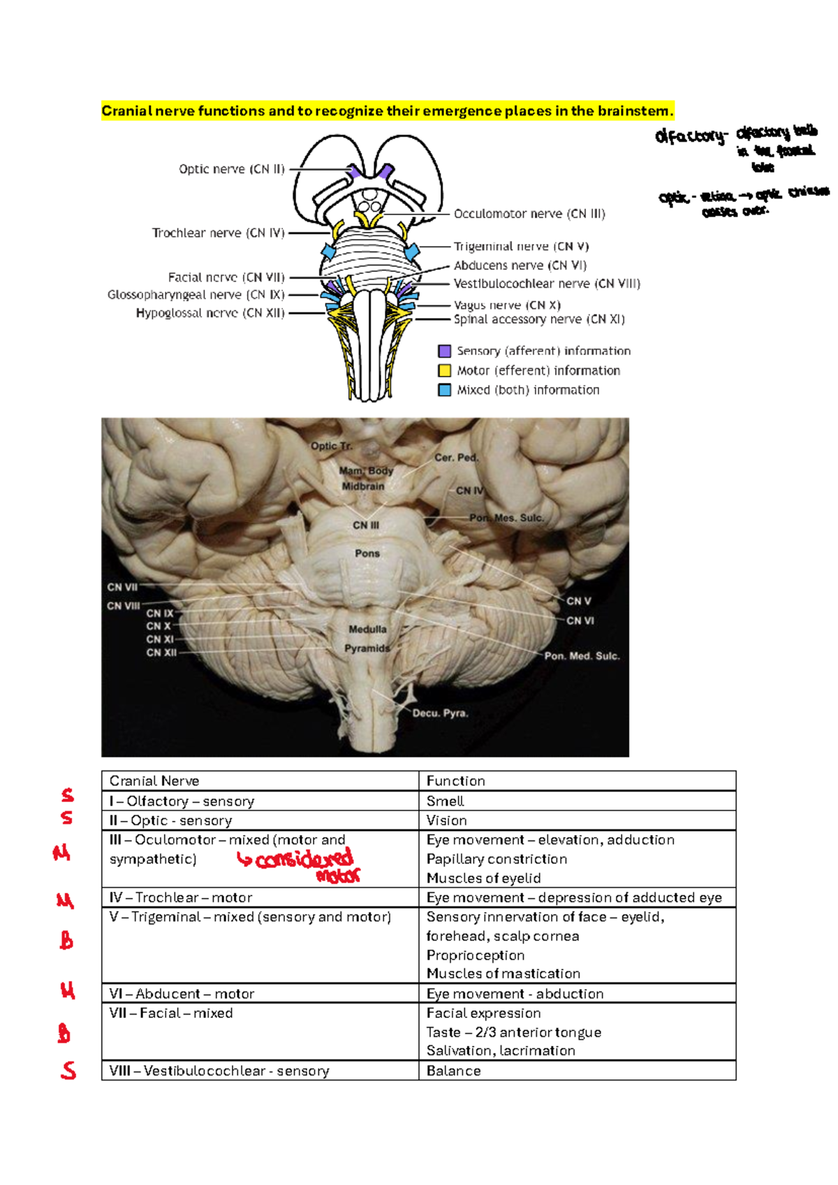 cranial-nerve-functions-and-to-recognize-their-emergence-places-in-the