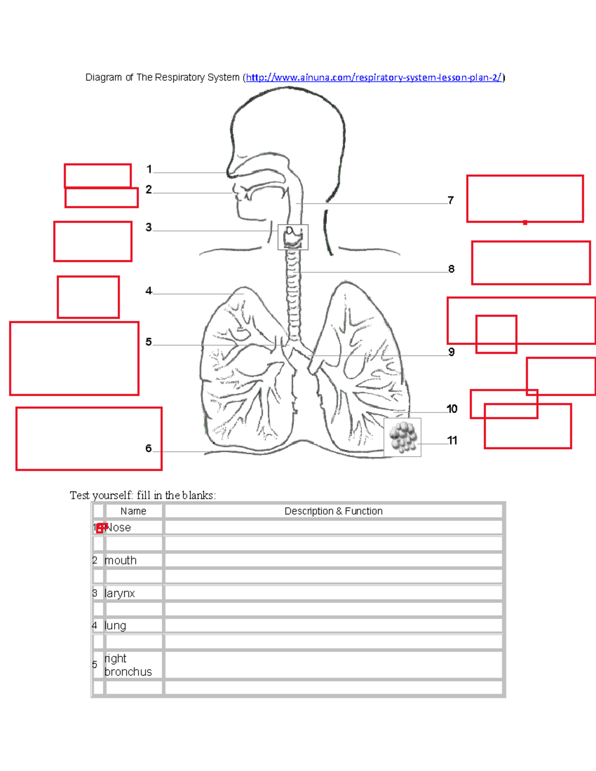 Blank Respiratory System Diagram