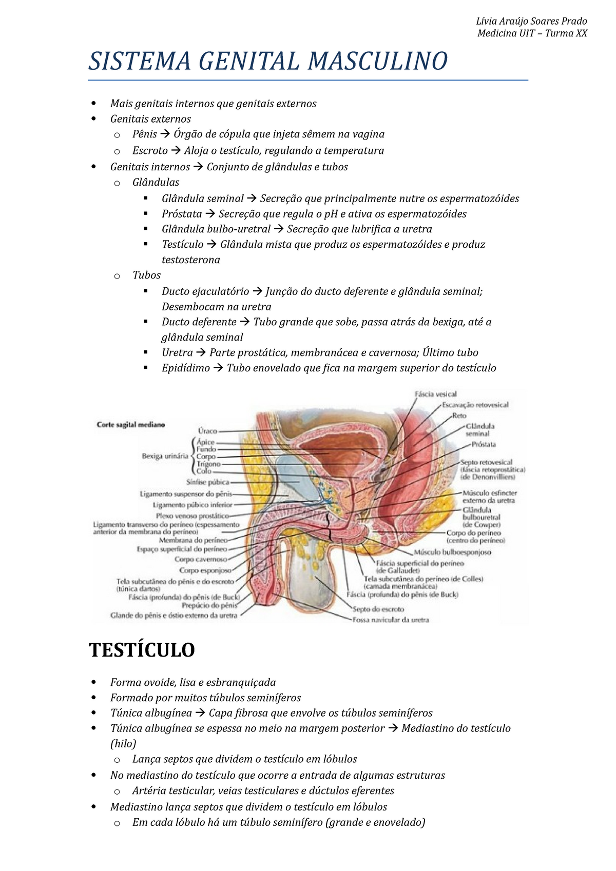 Sistema Genital Masculino Medicina Uit Turma Xx Sistema Genital Masculino Mais Genitais 